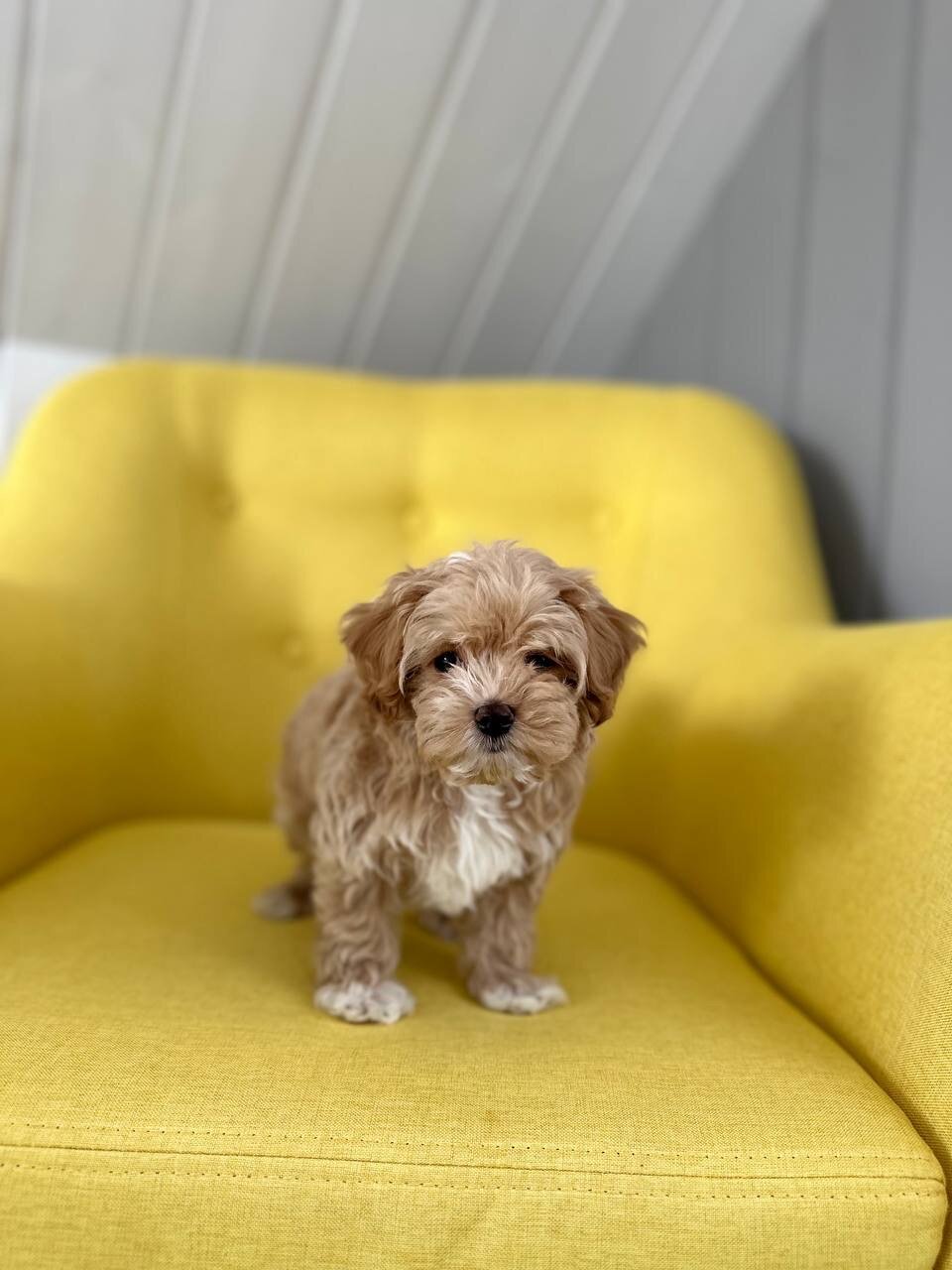 Фото Вилла Лаванда