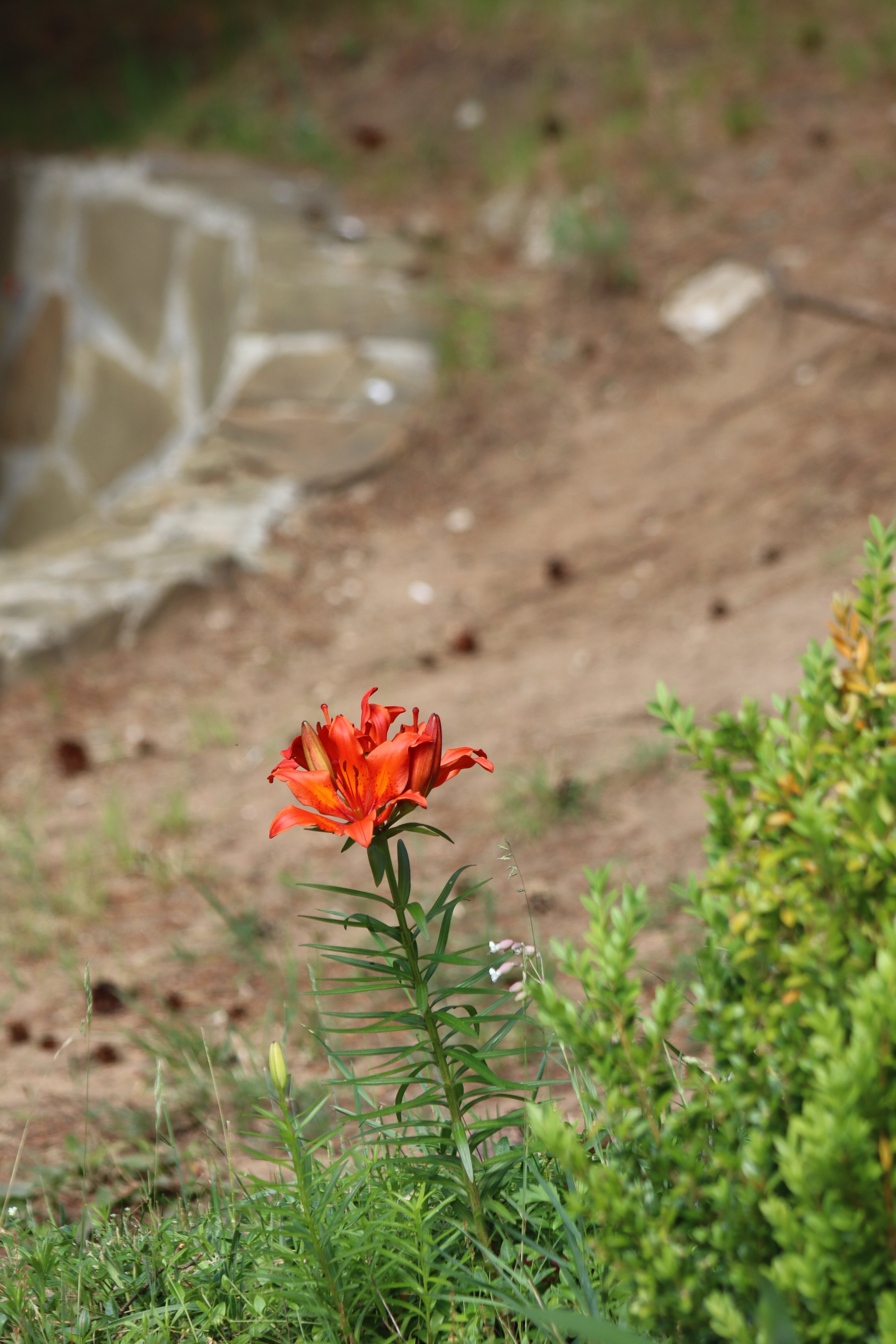 Фото Светлица