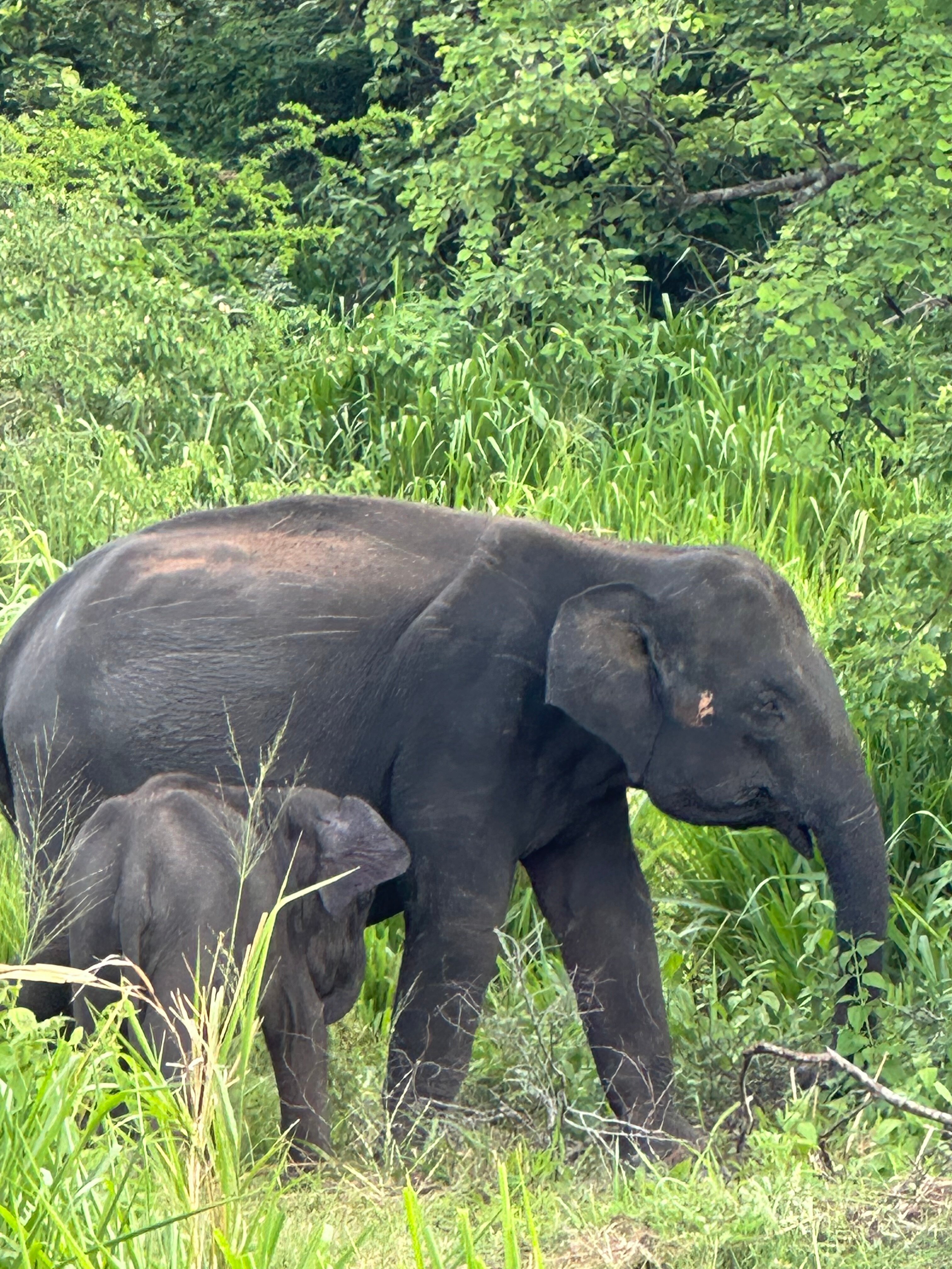 Фото Анантая Резорт и Спа Пасикуда