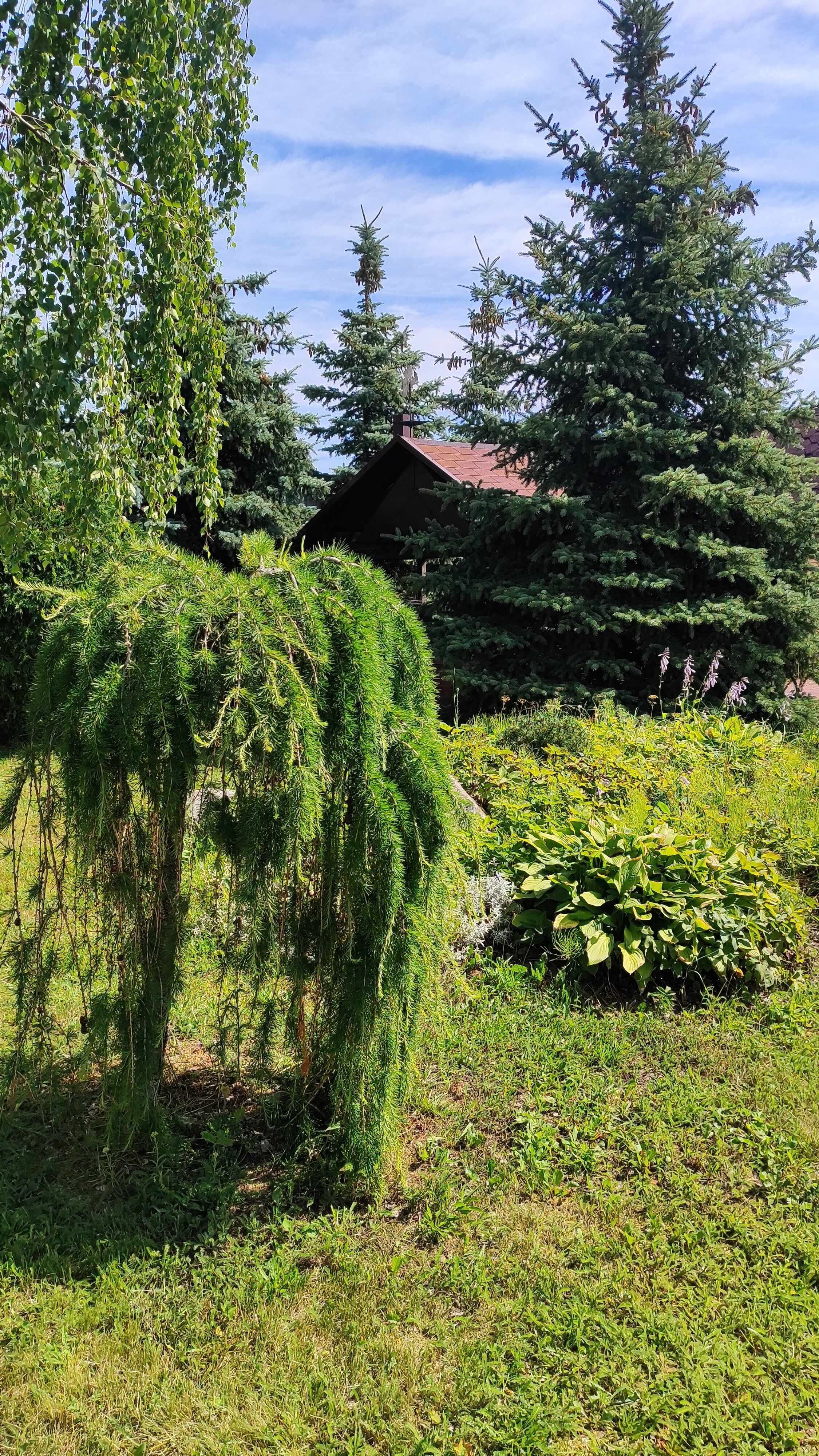 Фото Три клена