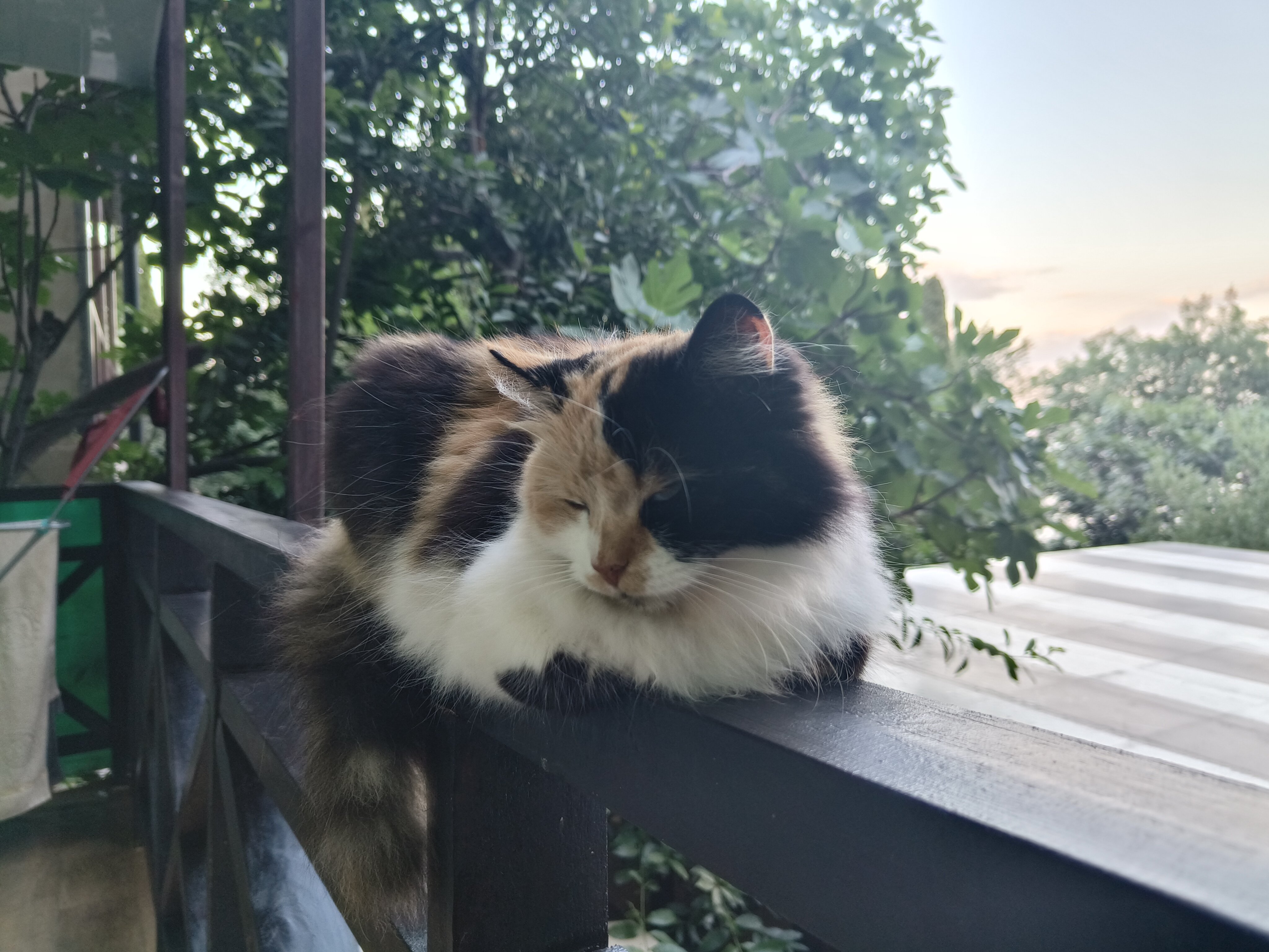 Фото Усадьба Инжир