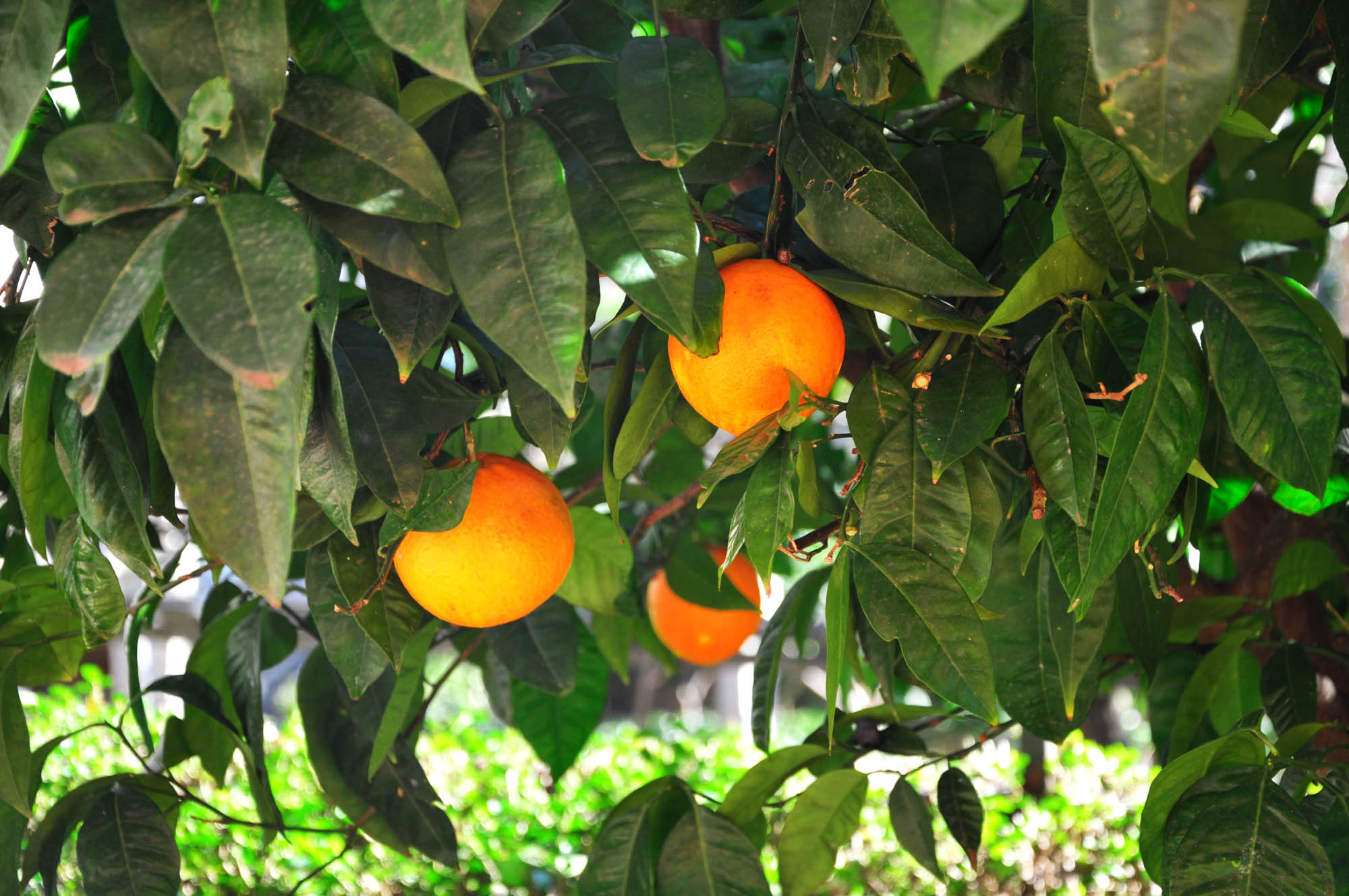 Фото Apartments Orange