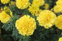 Фото Tourway Inn