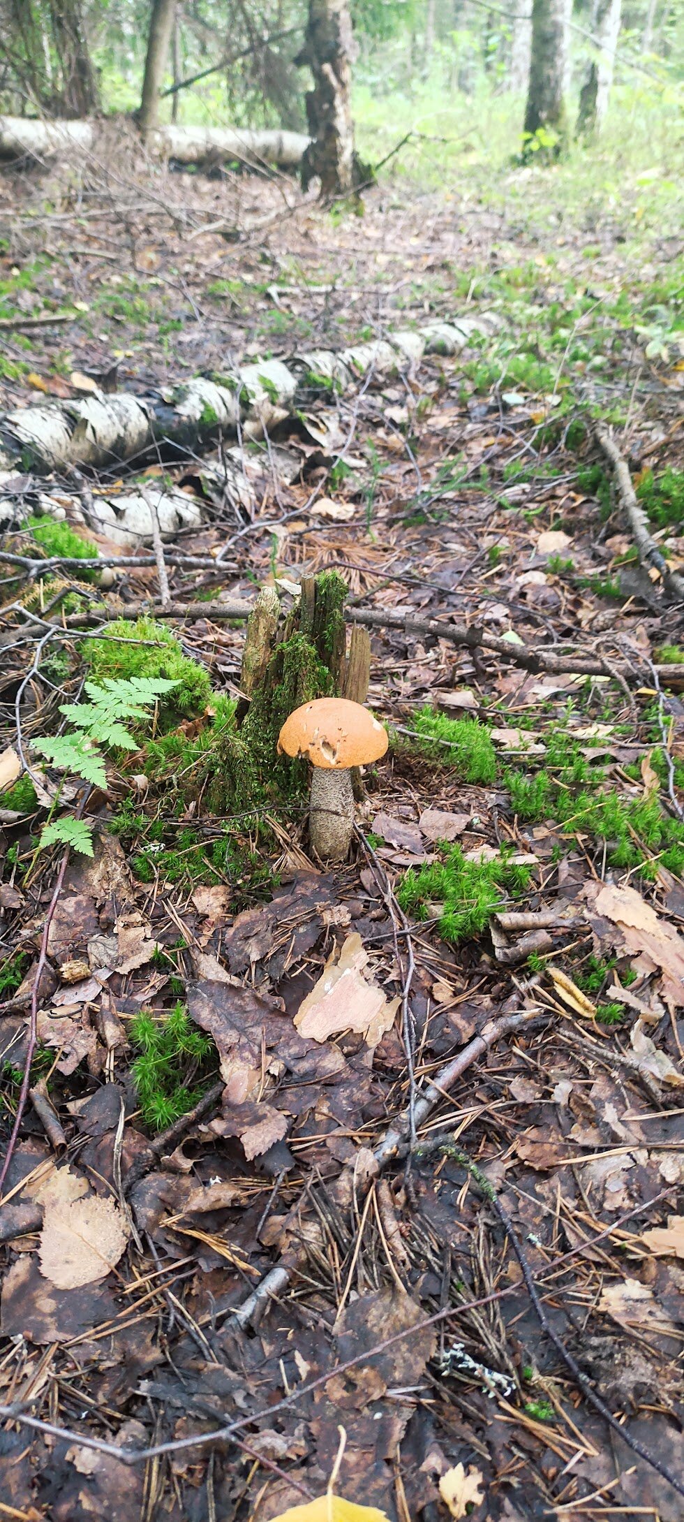 Фото Дом рыбака Дунаец