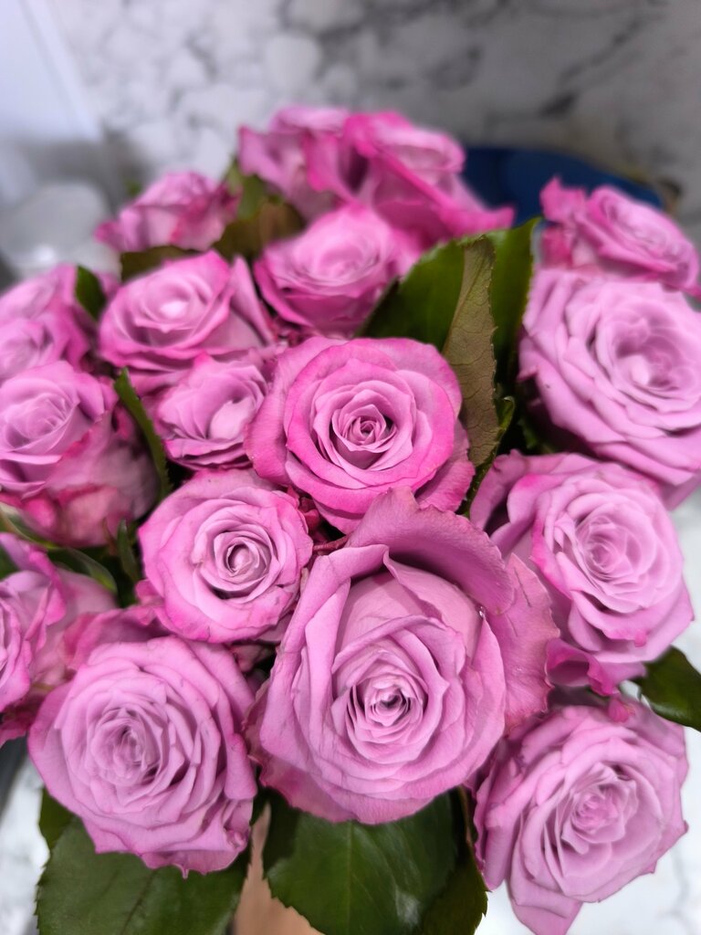 Елена Черкасова