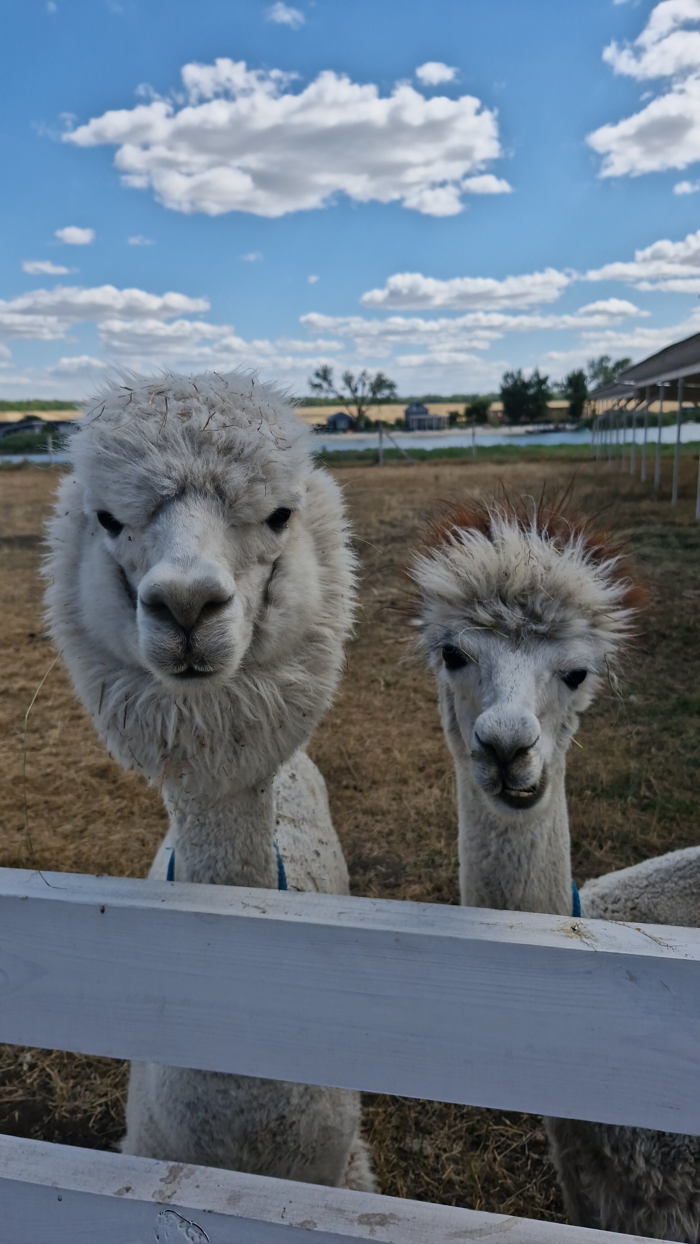 Фото Феникс