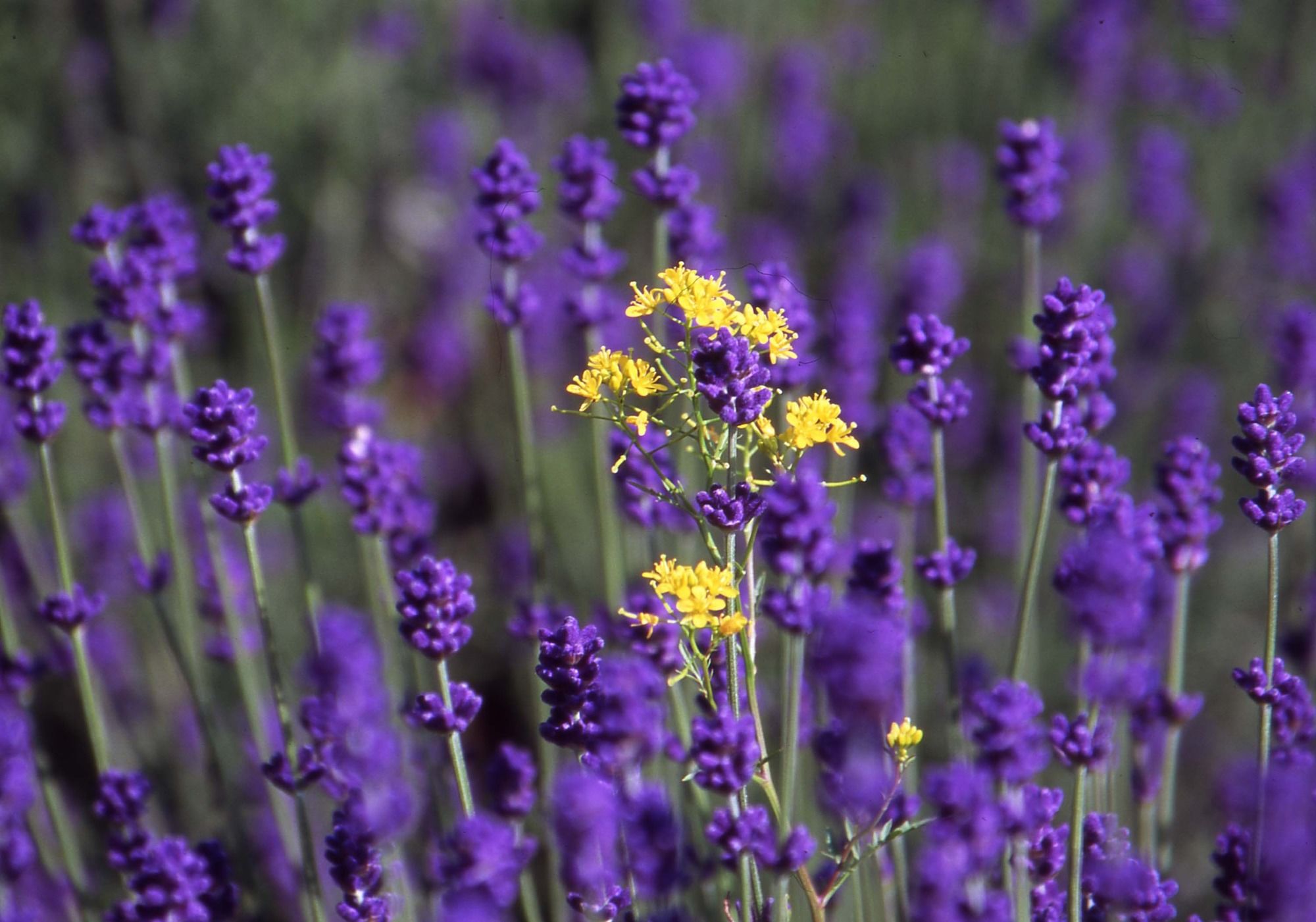 Фото Furano Natulux Hotel