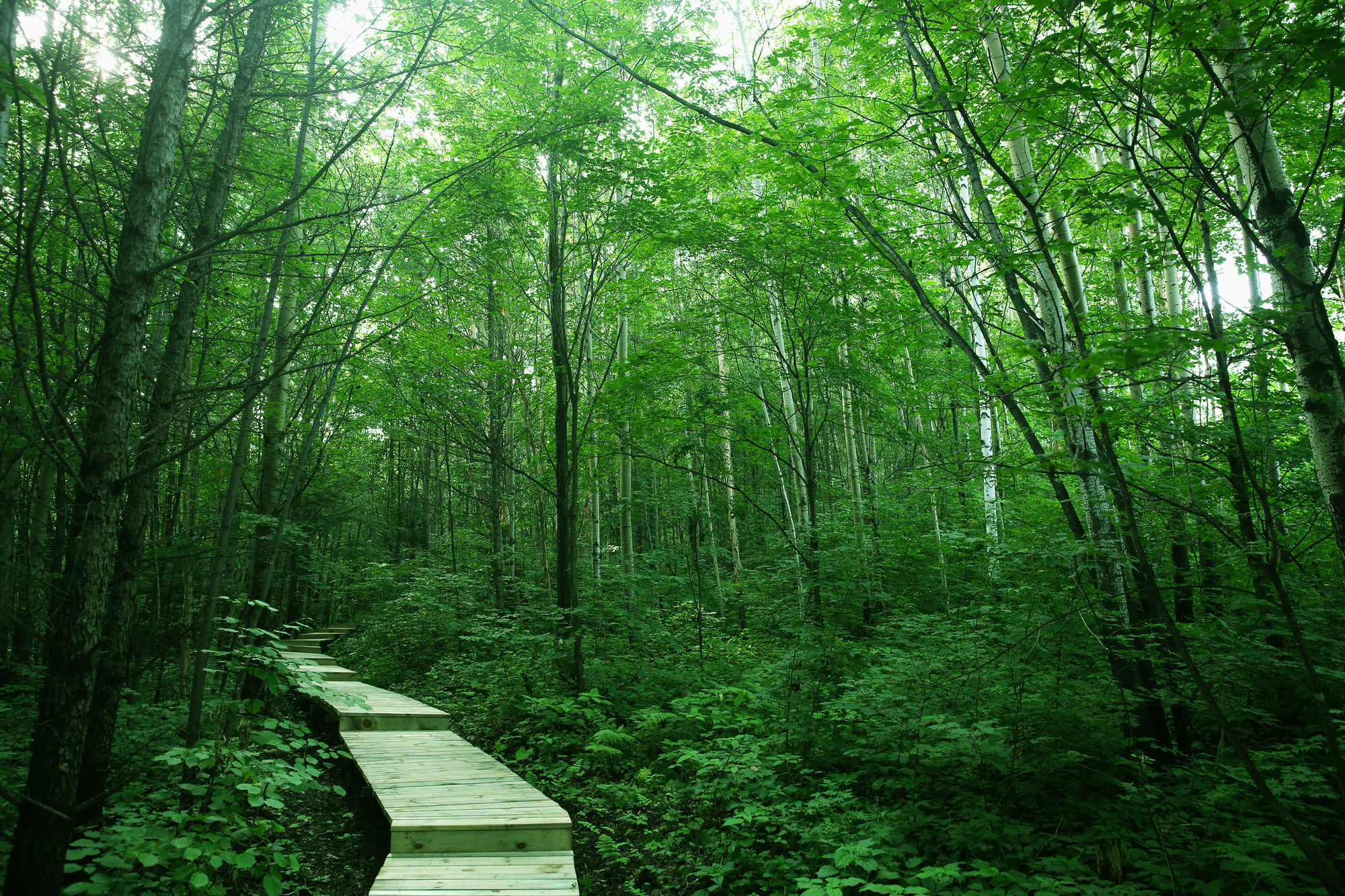 Фото Sheraton Changbaishan Resort