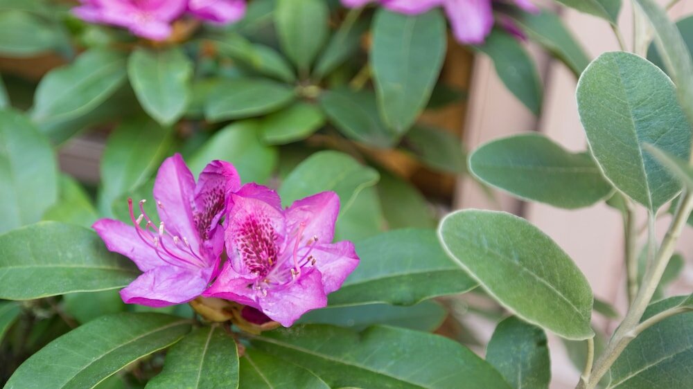 Фото The Inn at Virginia Mason