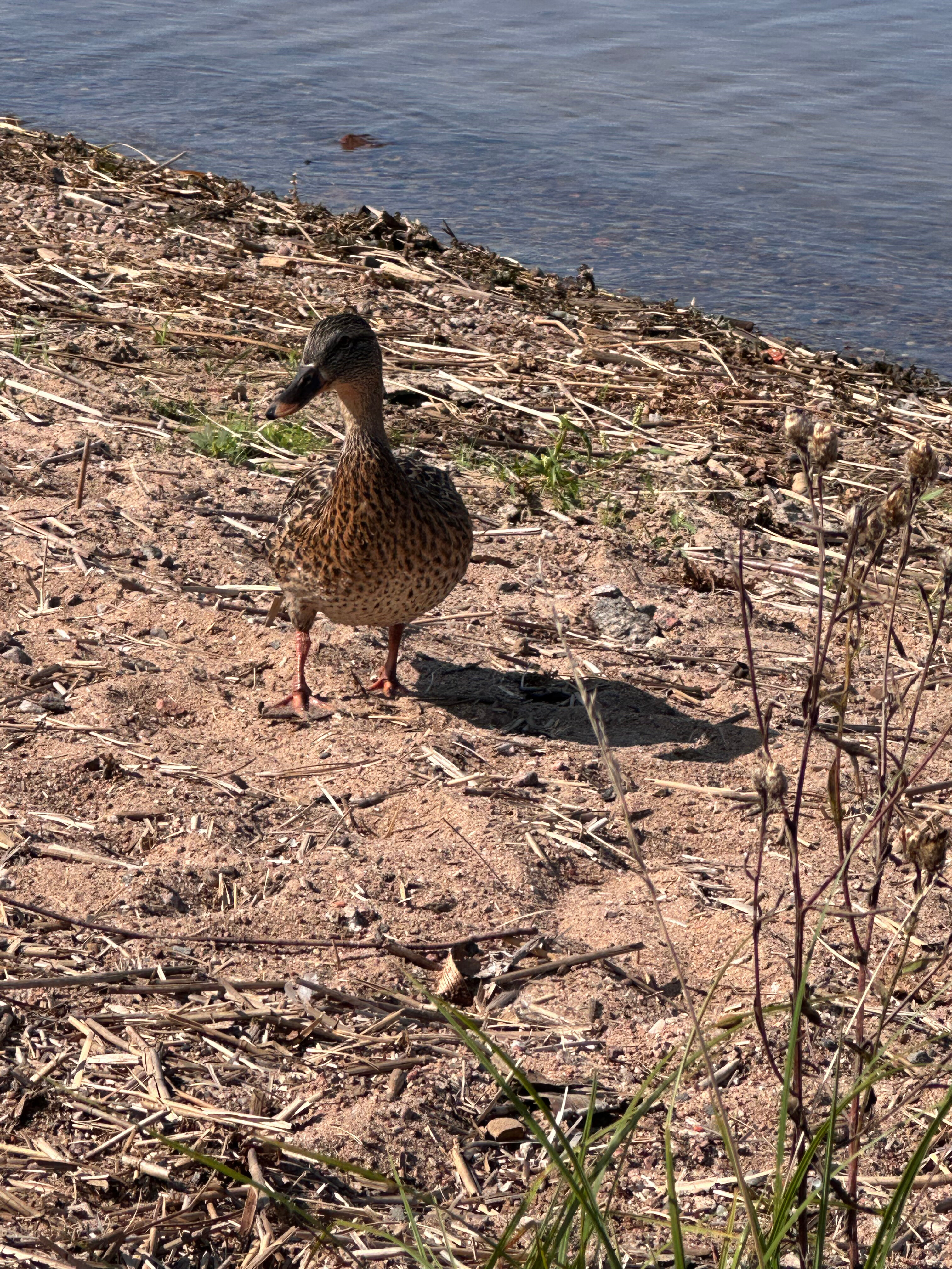 Фото Спортивно-рыболовная база отдыха Здешево