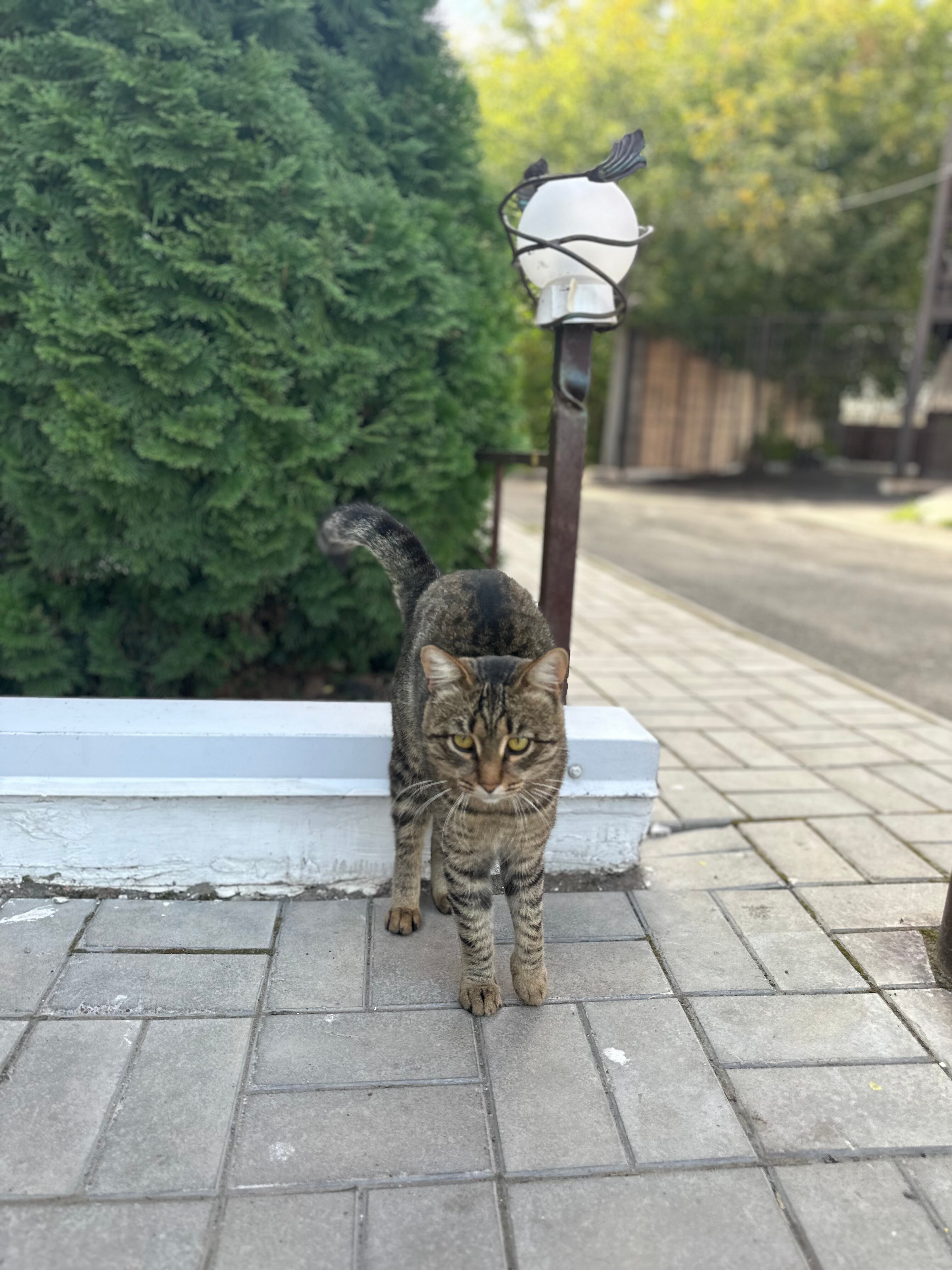 Фото Кот на крыше