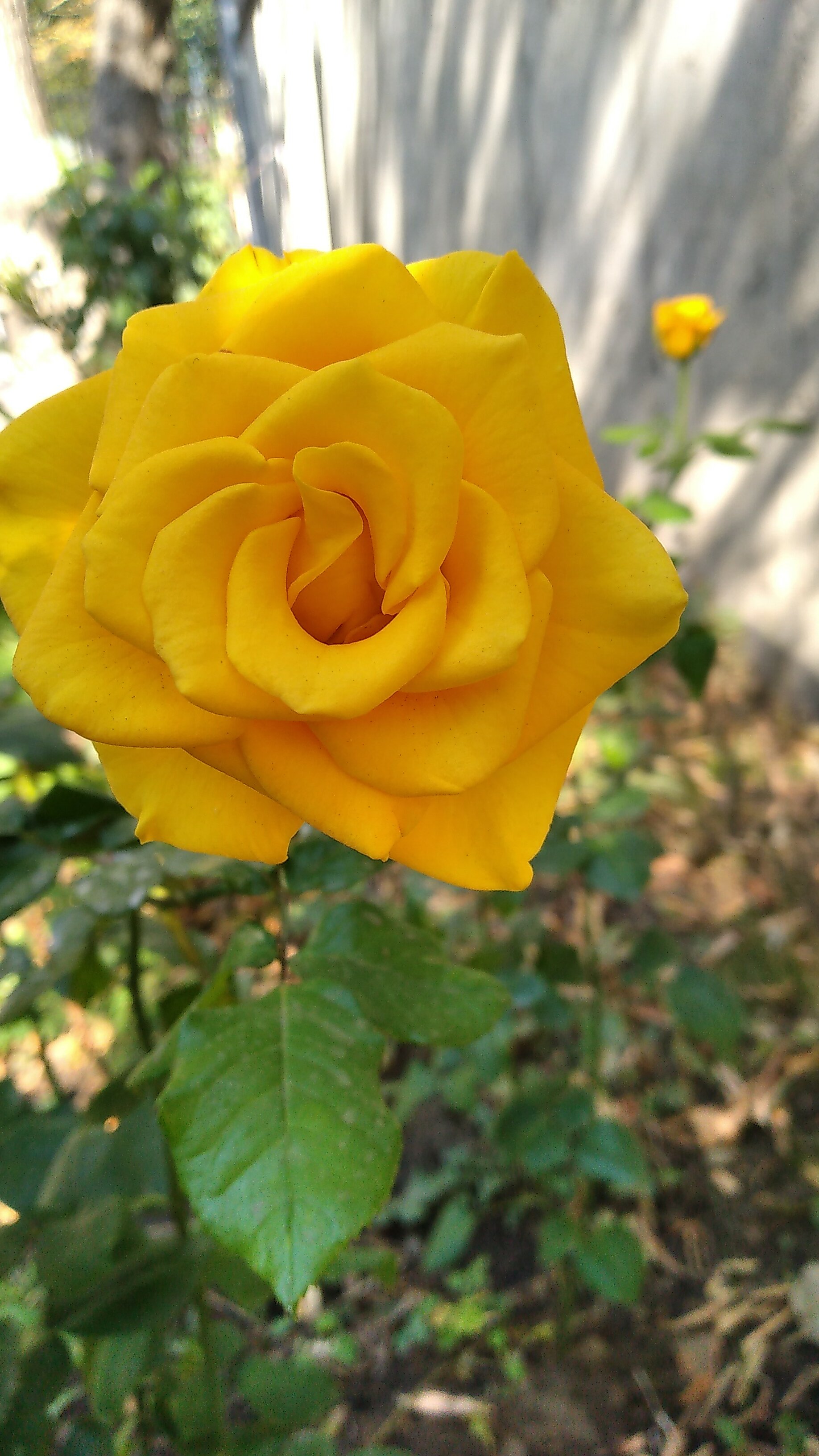 Фото Алексеевский