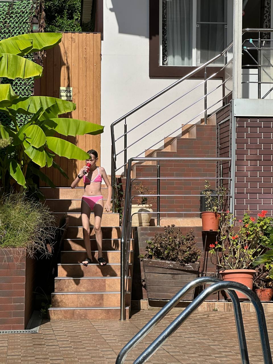 Фото Азалия Мимоза