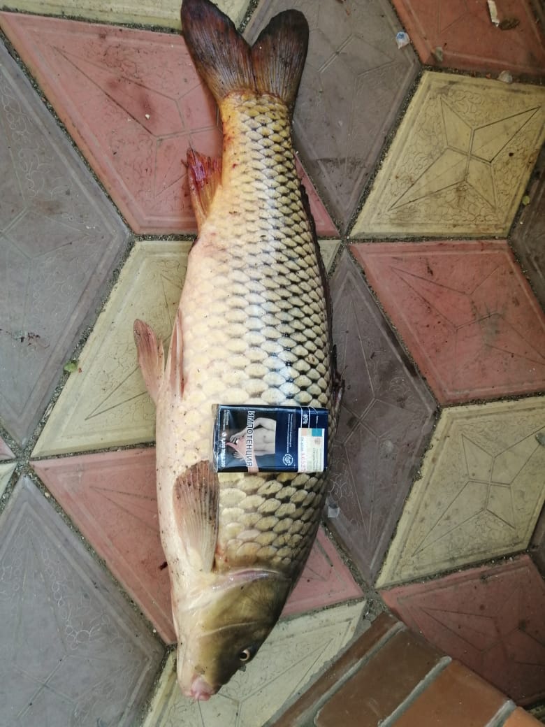 Фото Белый лев