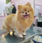 Ялта-груминг (Красноармейская улица, 13), pet salon