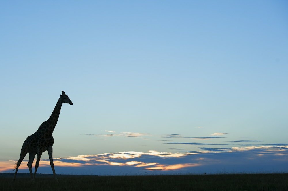 Фото Shamwari Explorer Camp