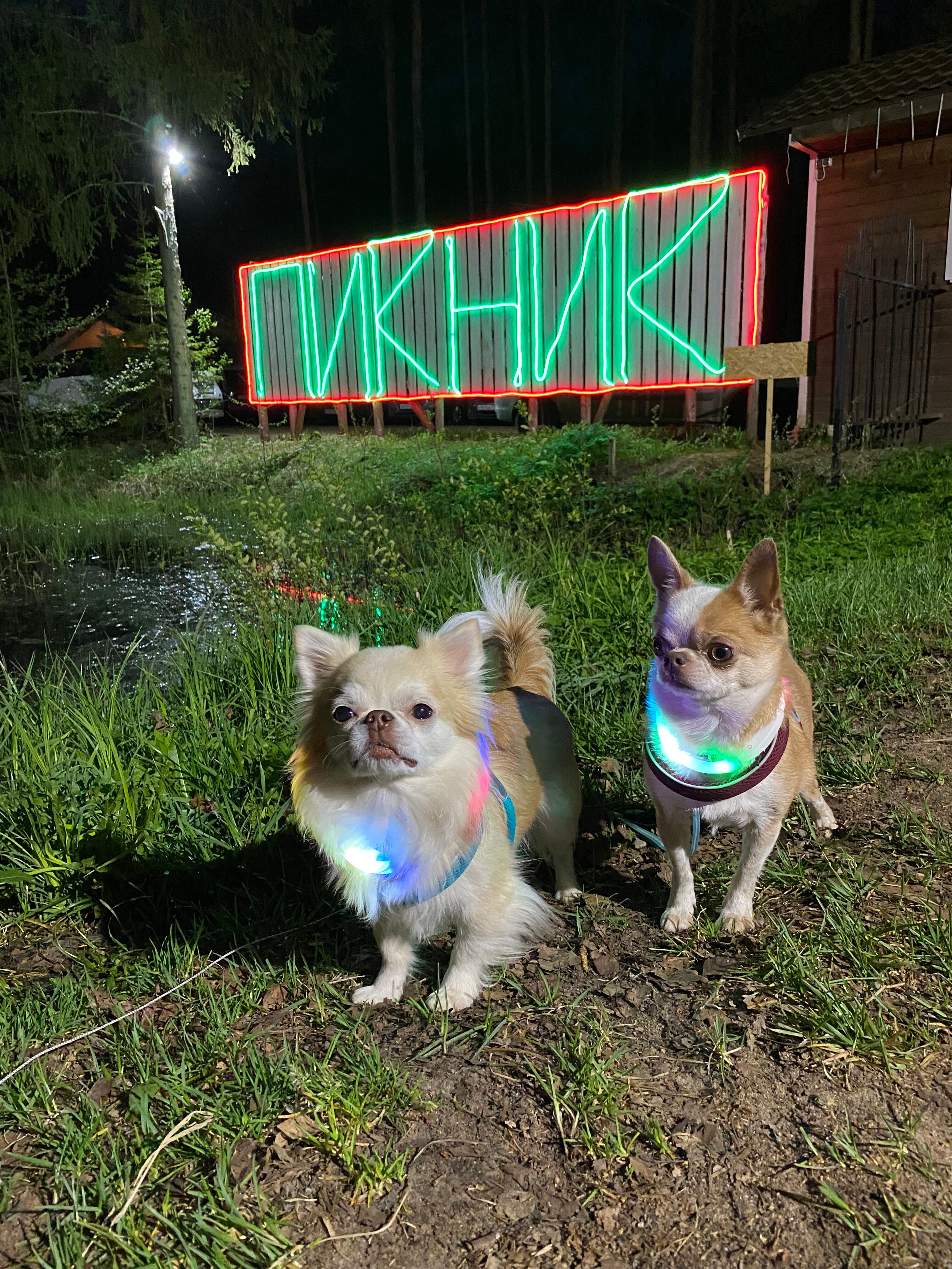 Фото Пикник