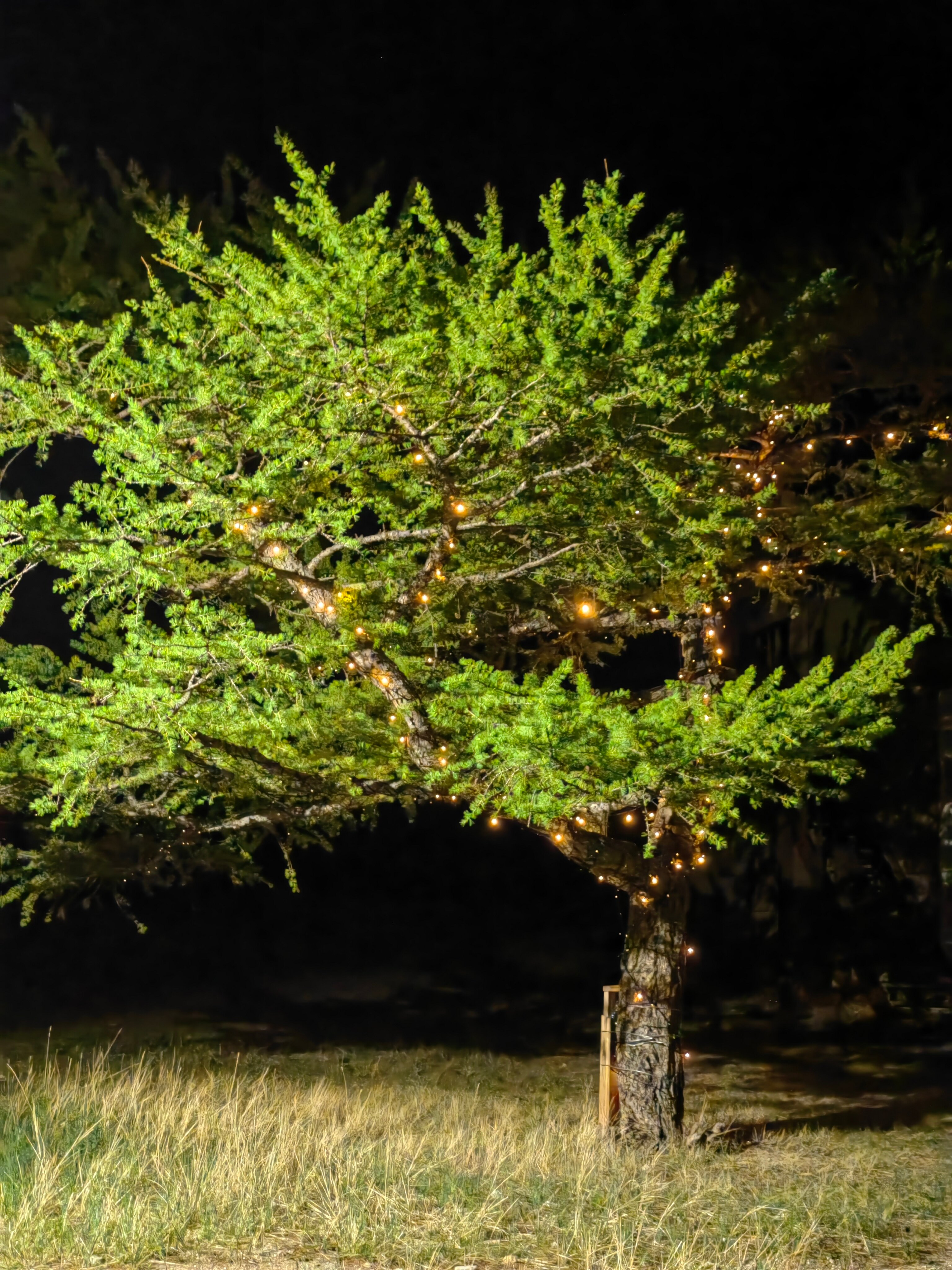 Фото Чабрец