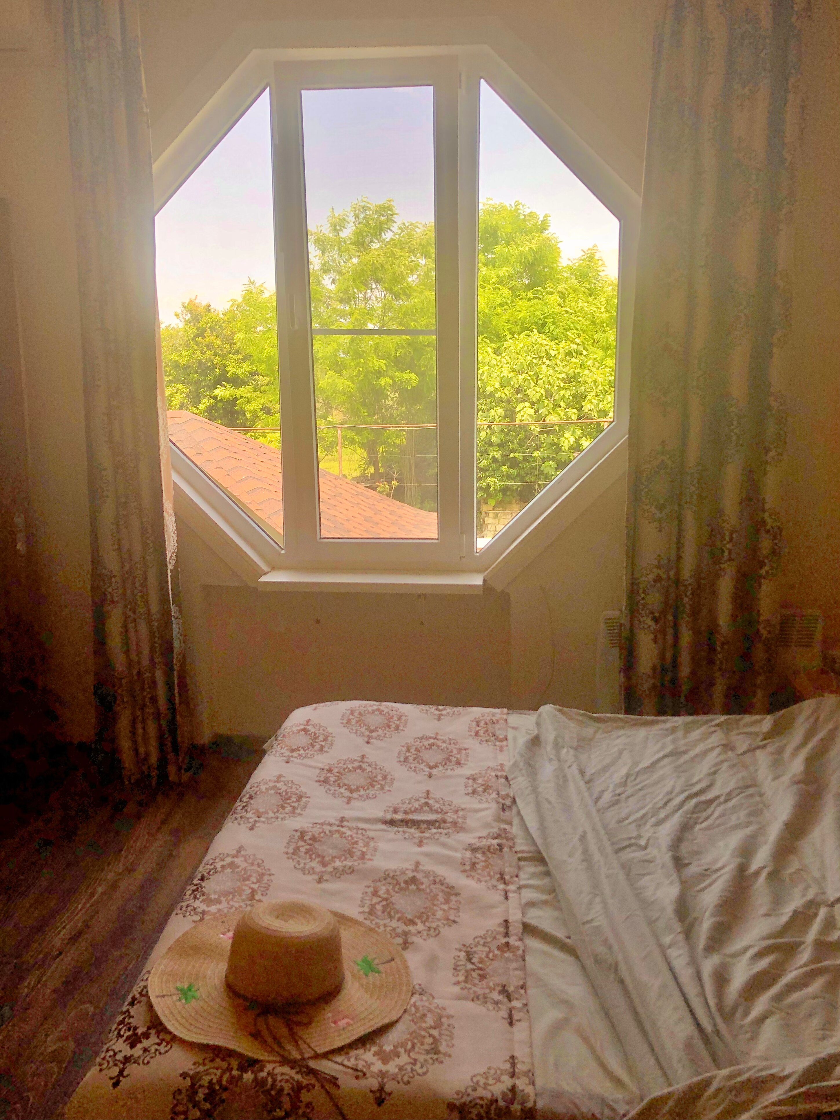 Фото Эвкалипт