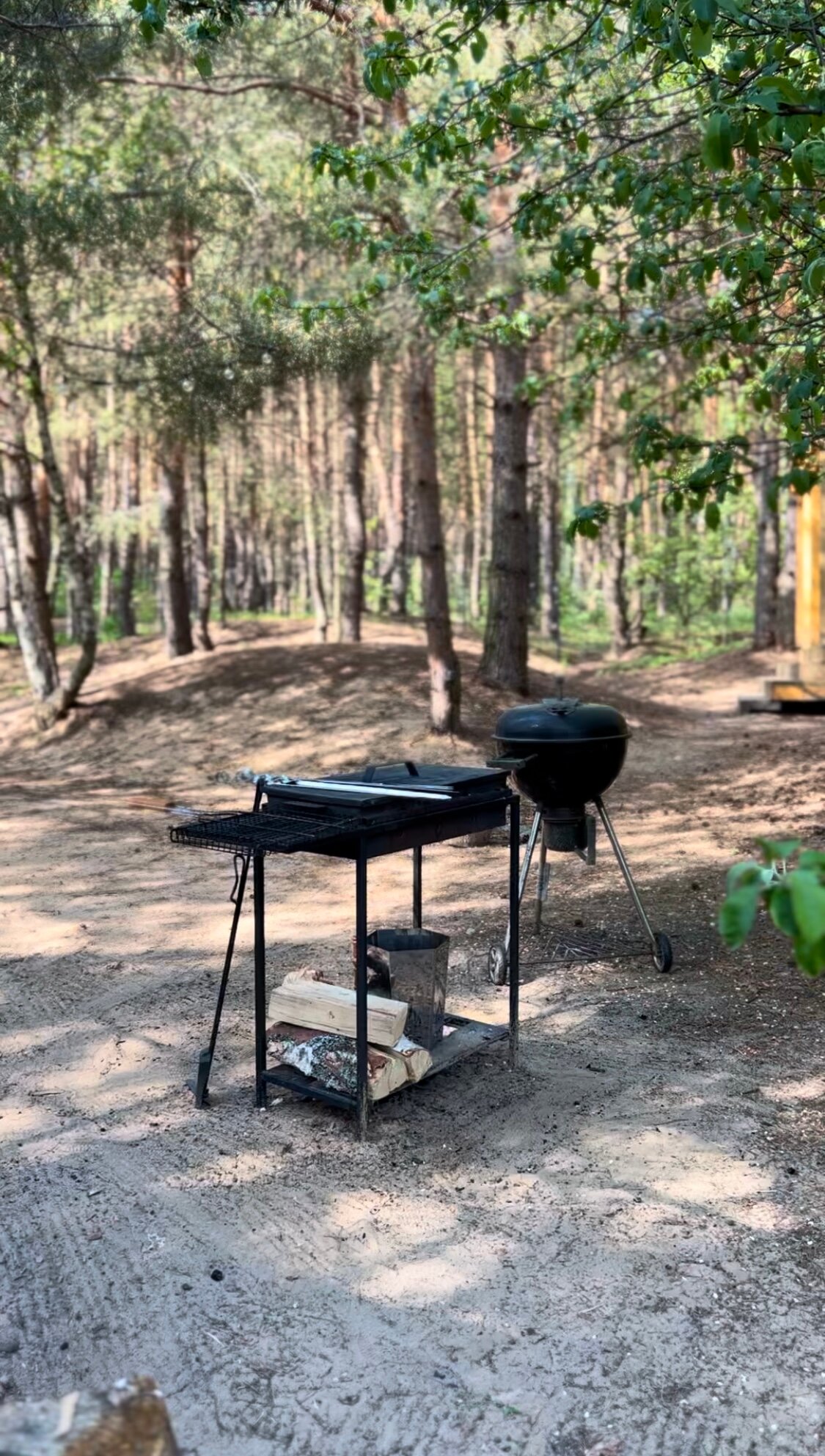 Фото Место под соснами