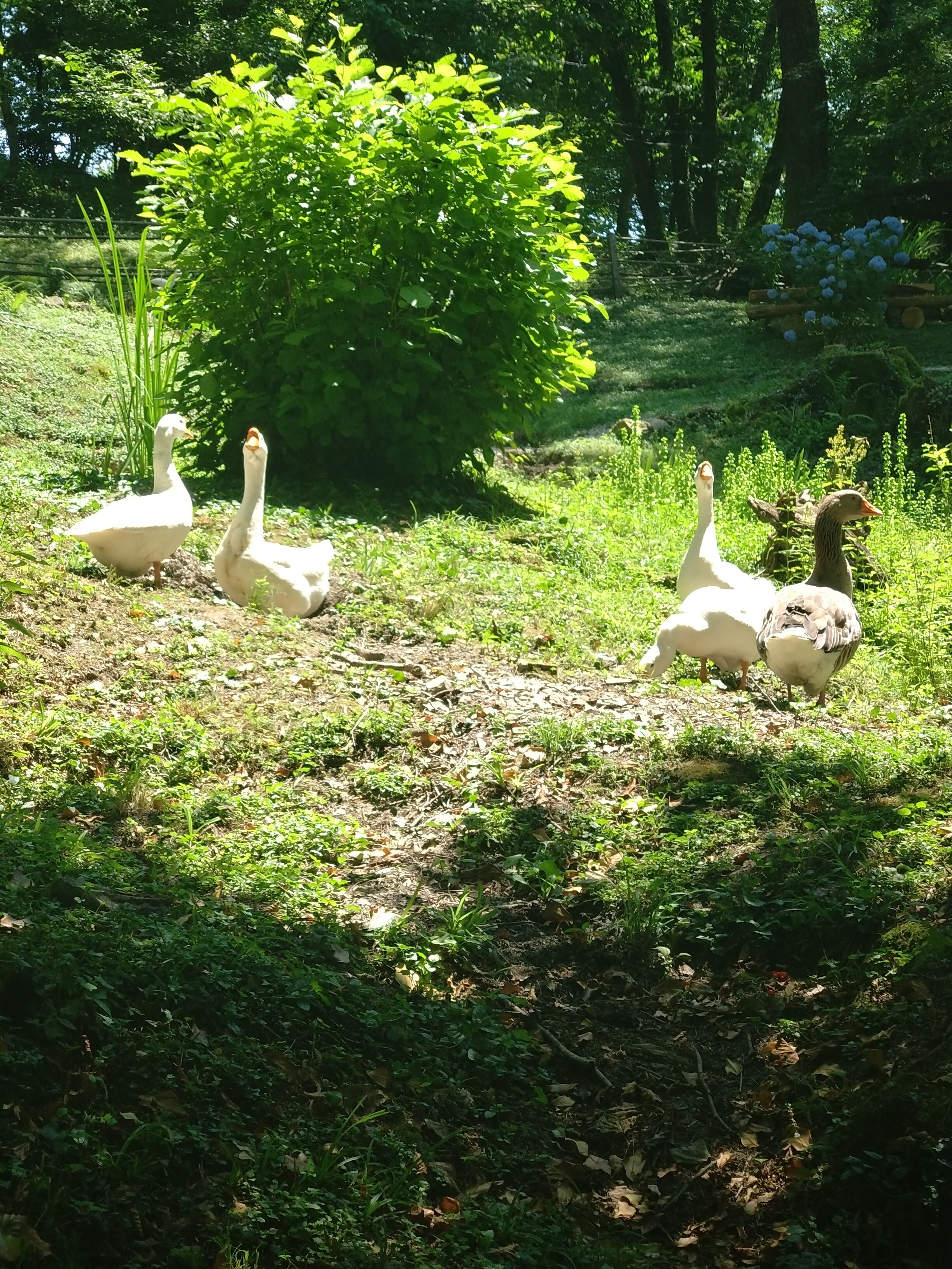 Фото Озеро Ольховое