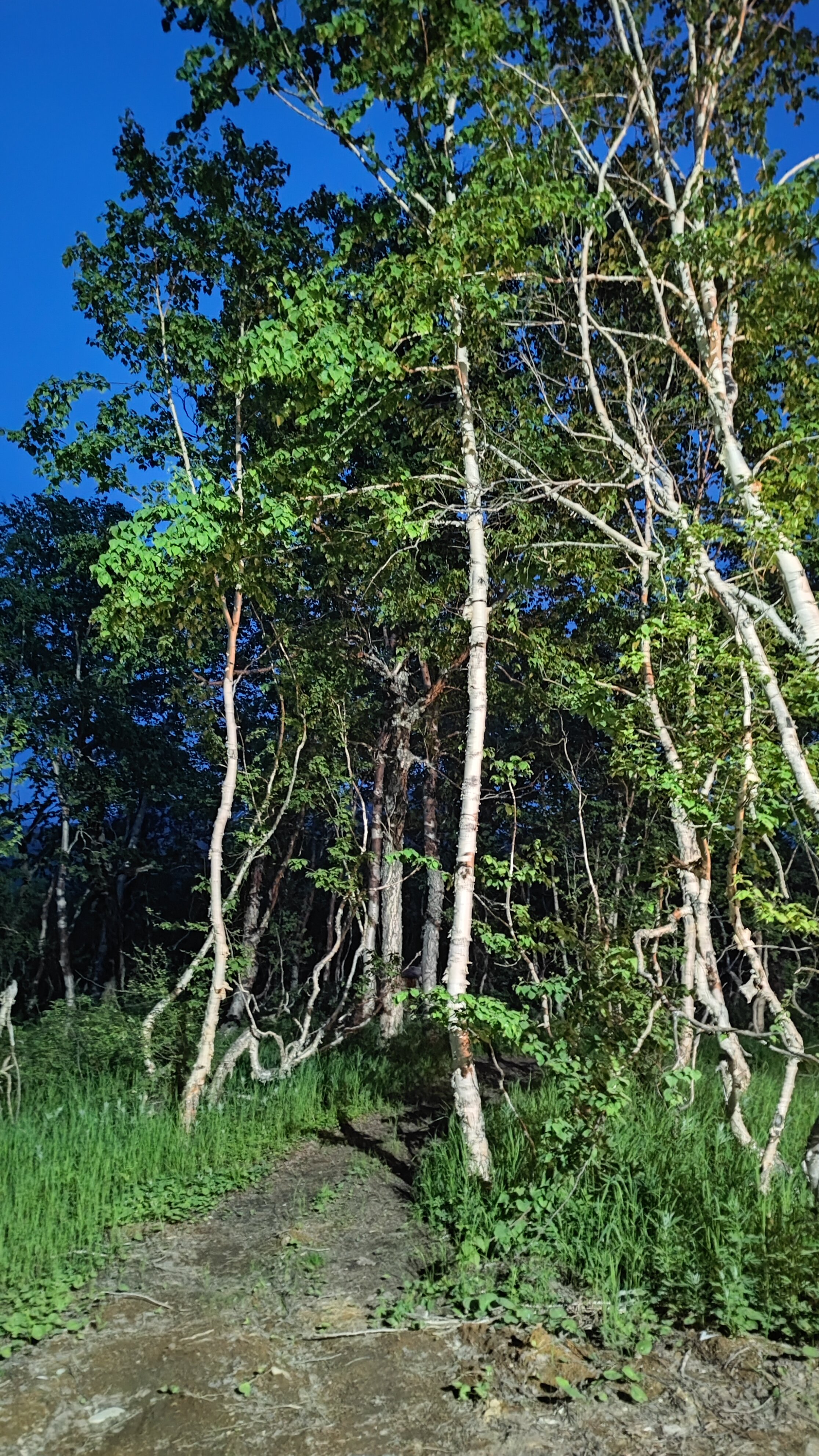 Фото Снежная Долина