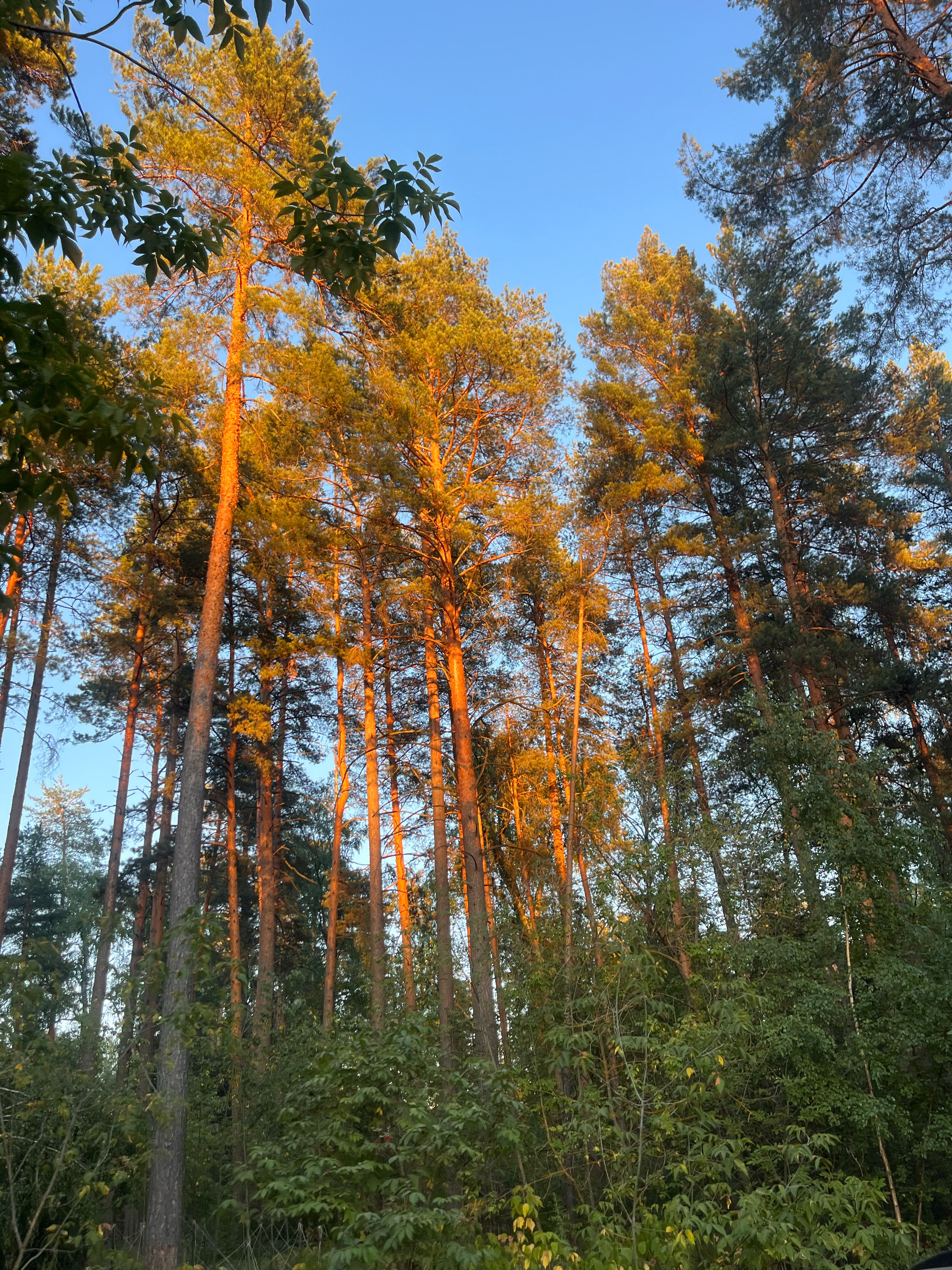 Фото Лебяжье