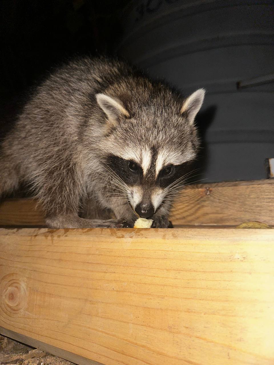 Фото Золотая Корона