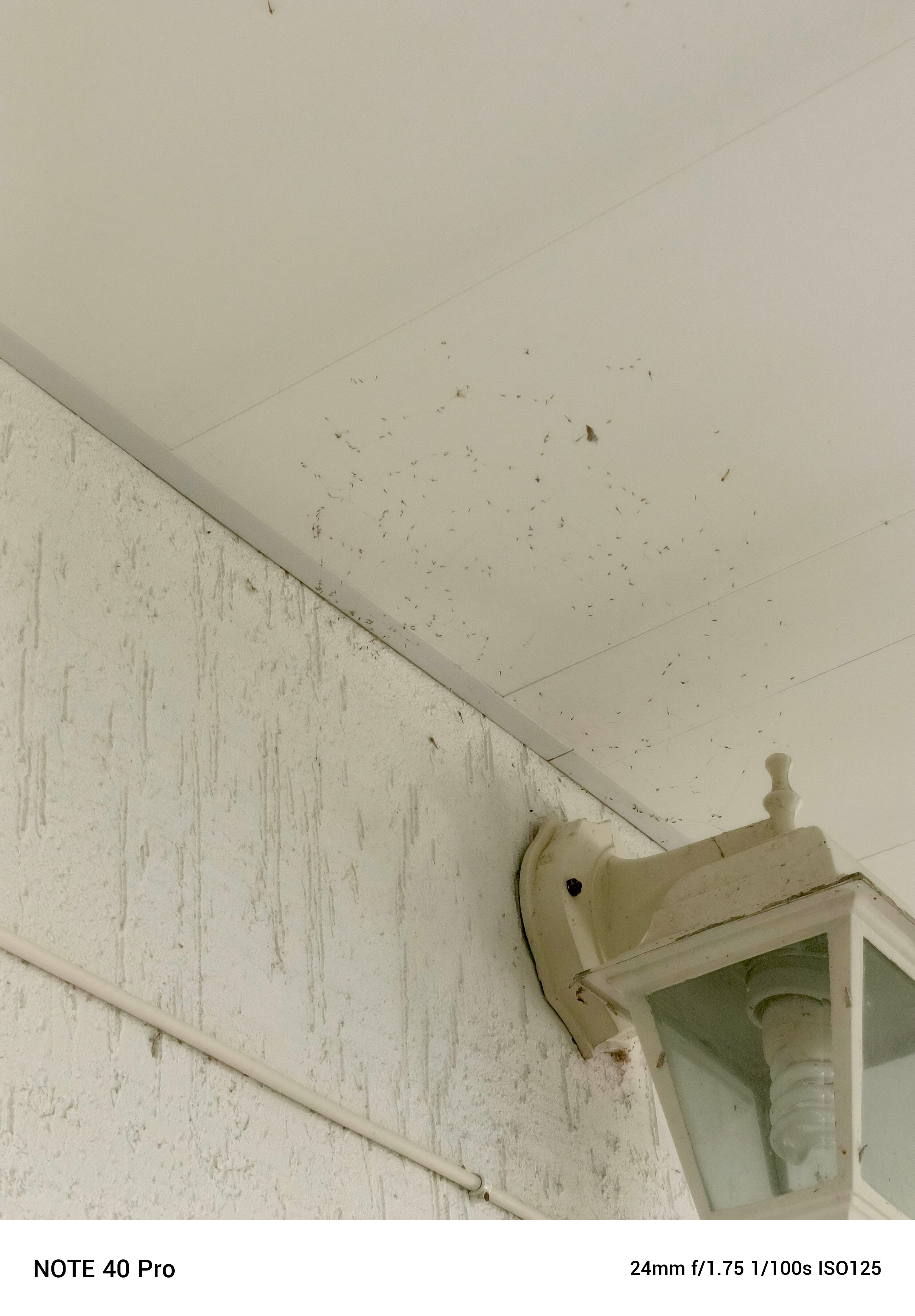 Фото Ласточка