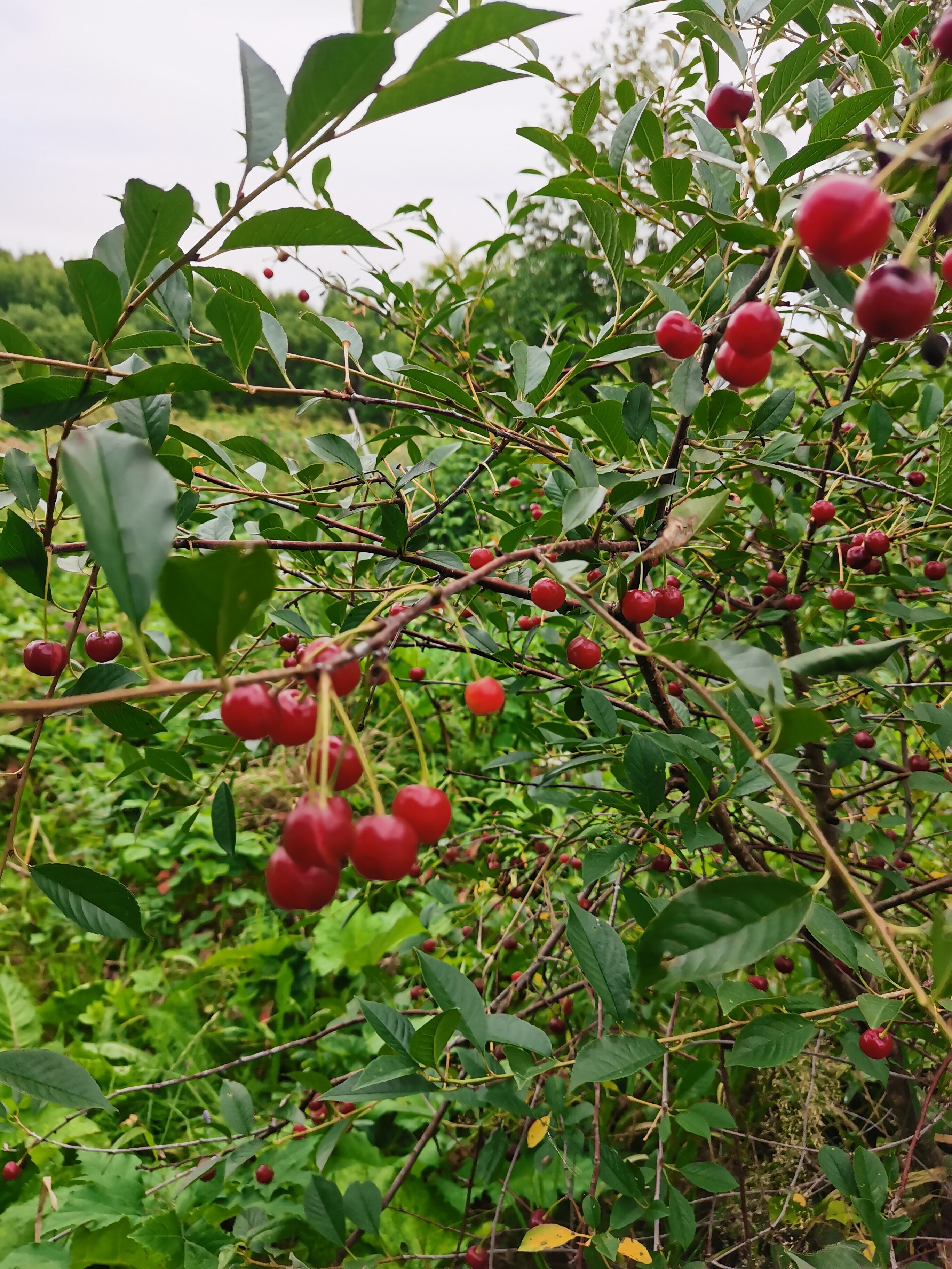 Фото Гостевой комплекс Савапиян