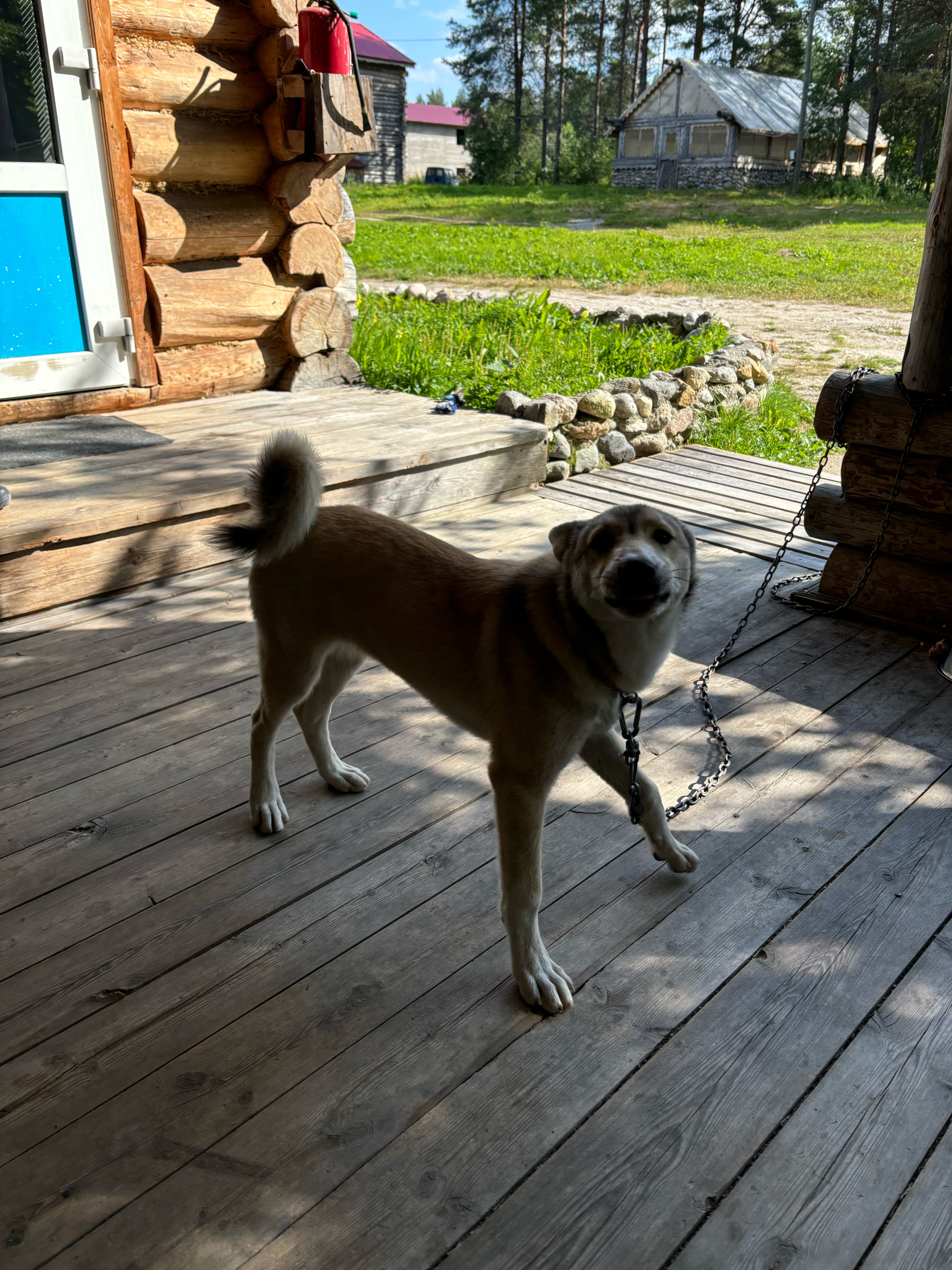 Фото Лось&Мох