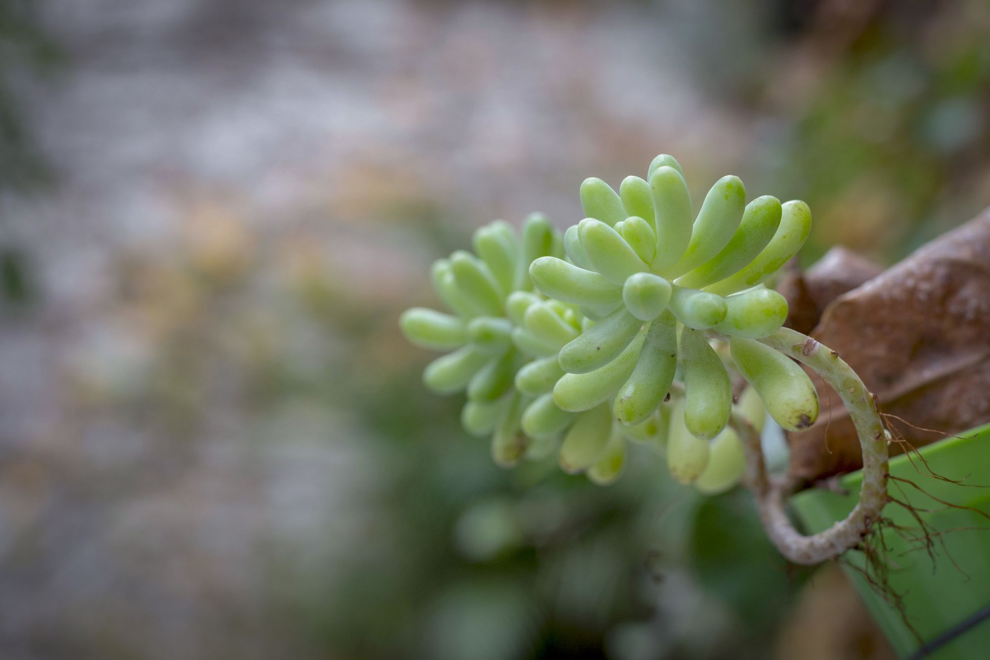 Фото Nina Suites