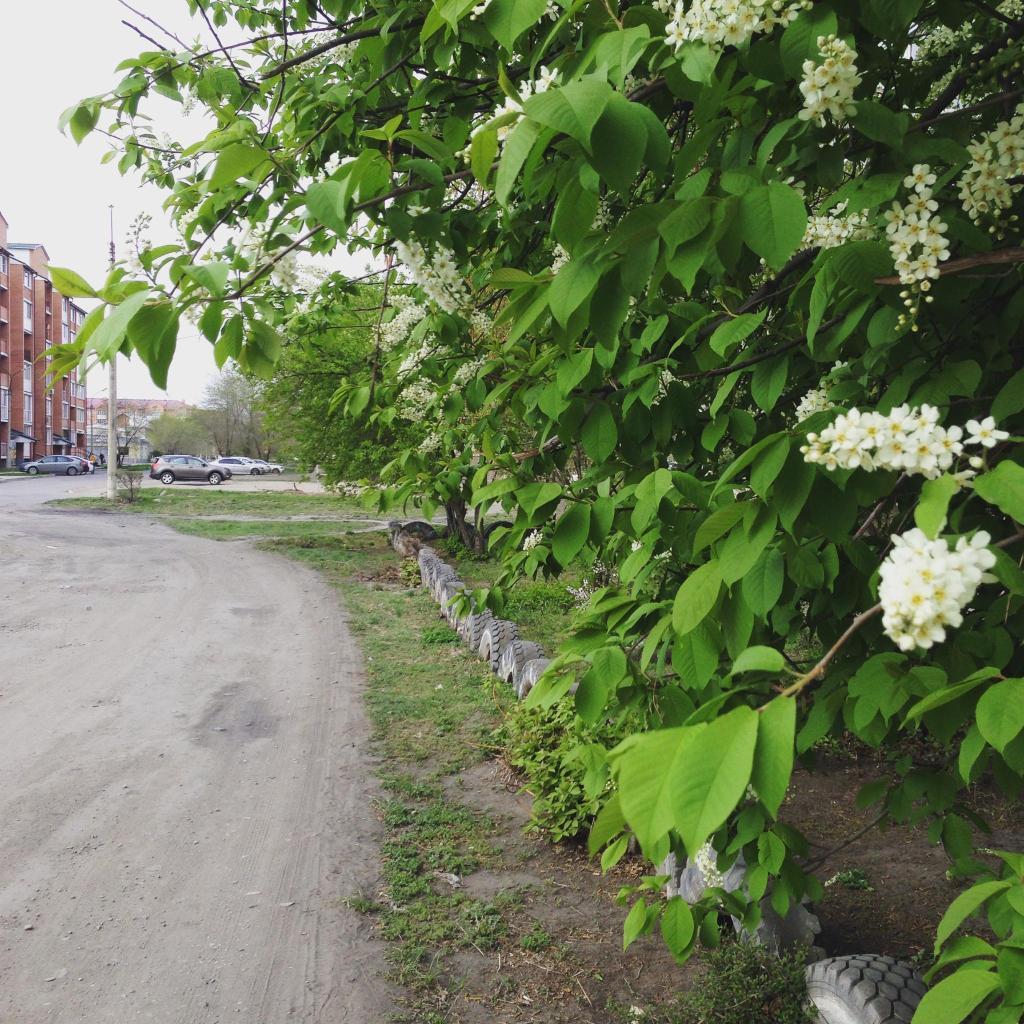 Фото Колибри