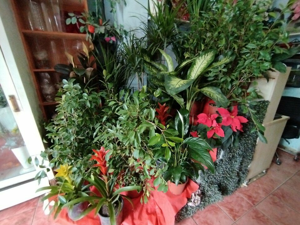 Artificial plants and flowers Yavuz Cicekcilik, Izmir, photo