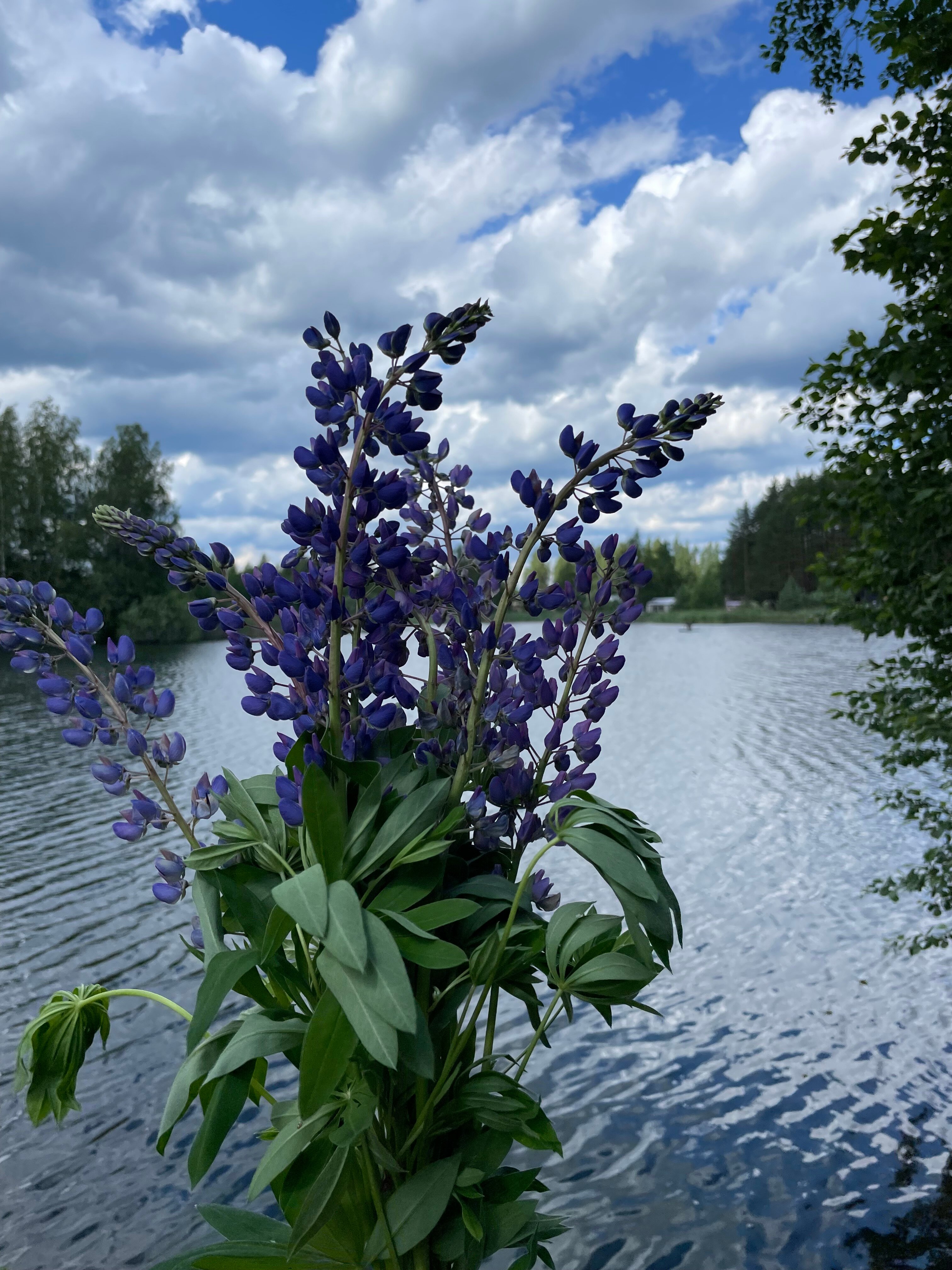 Фото Пикник