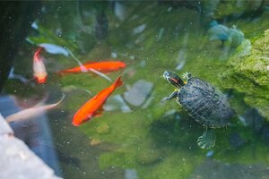 Славянский альянс