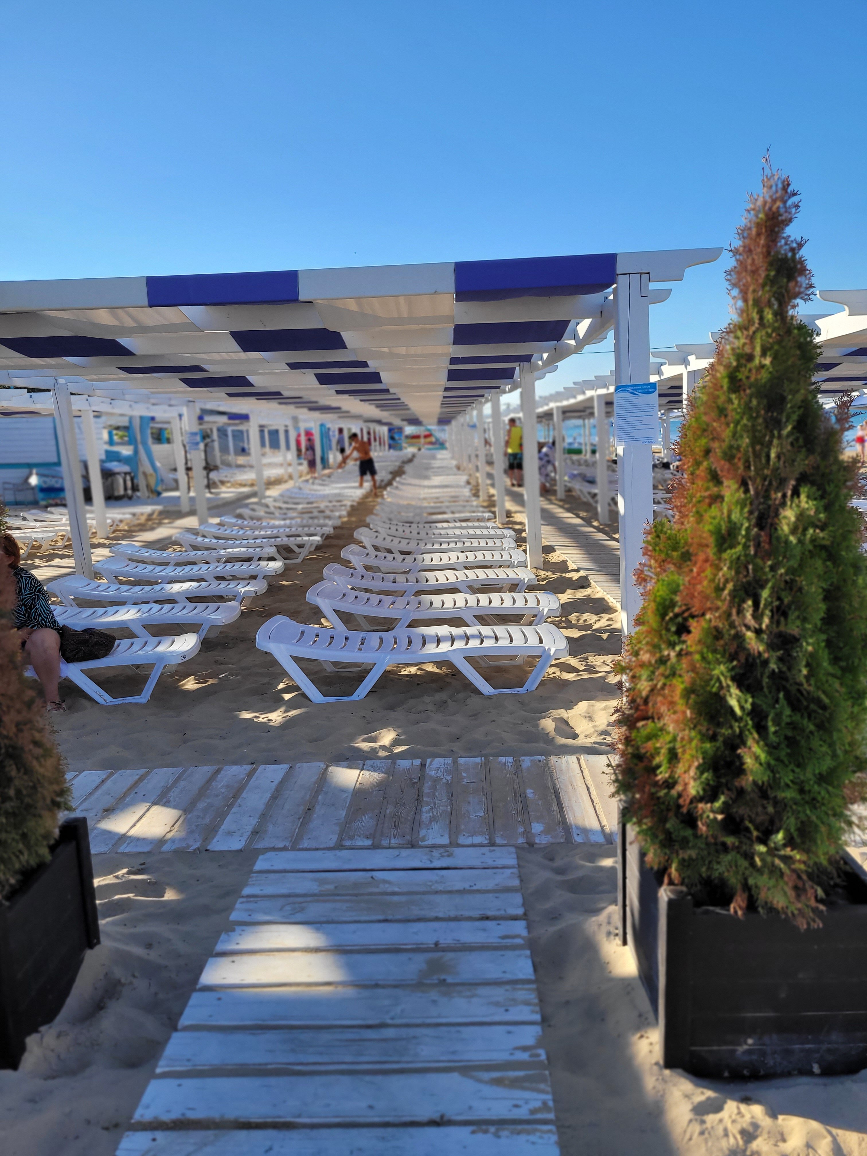 Фото Березка