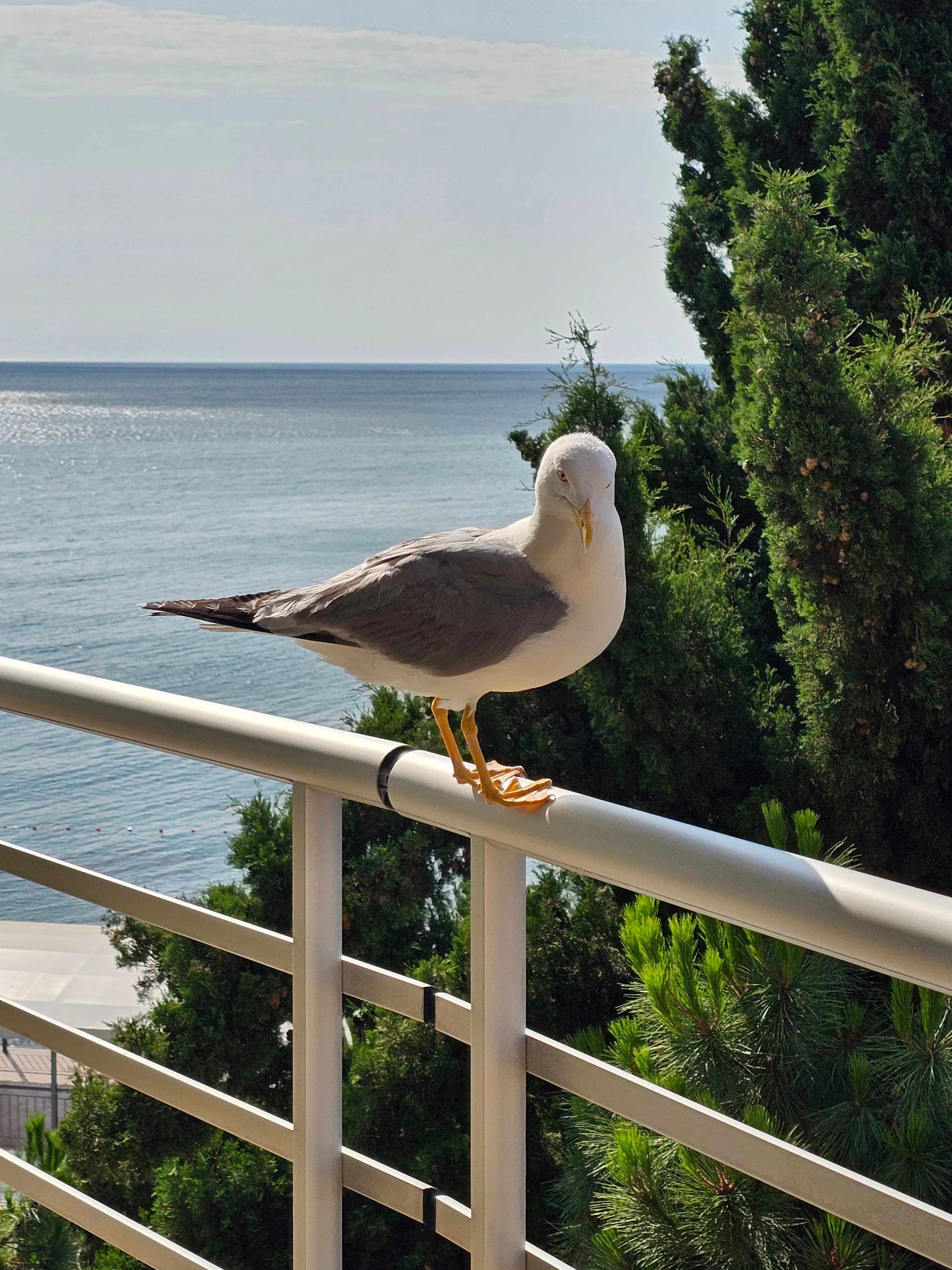 Фото Манго-Панорамик