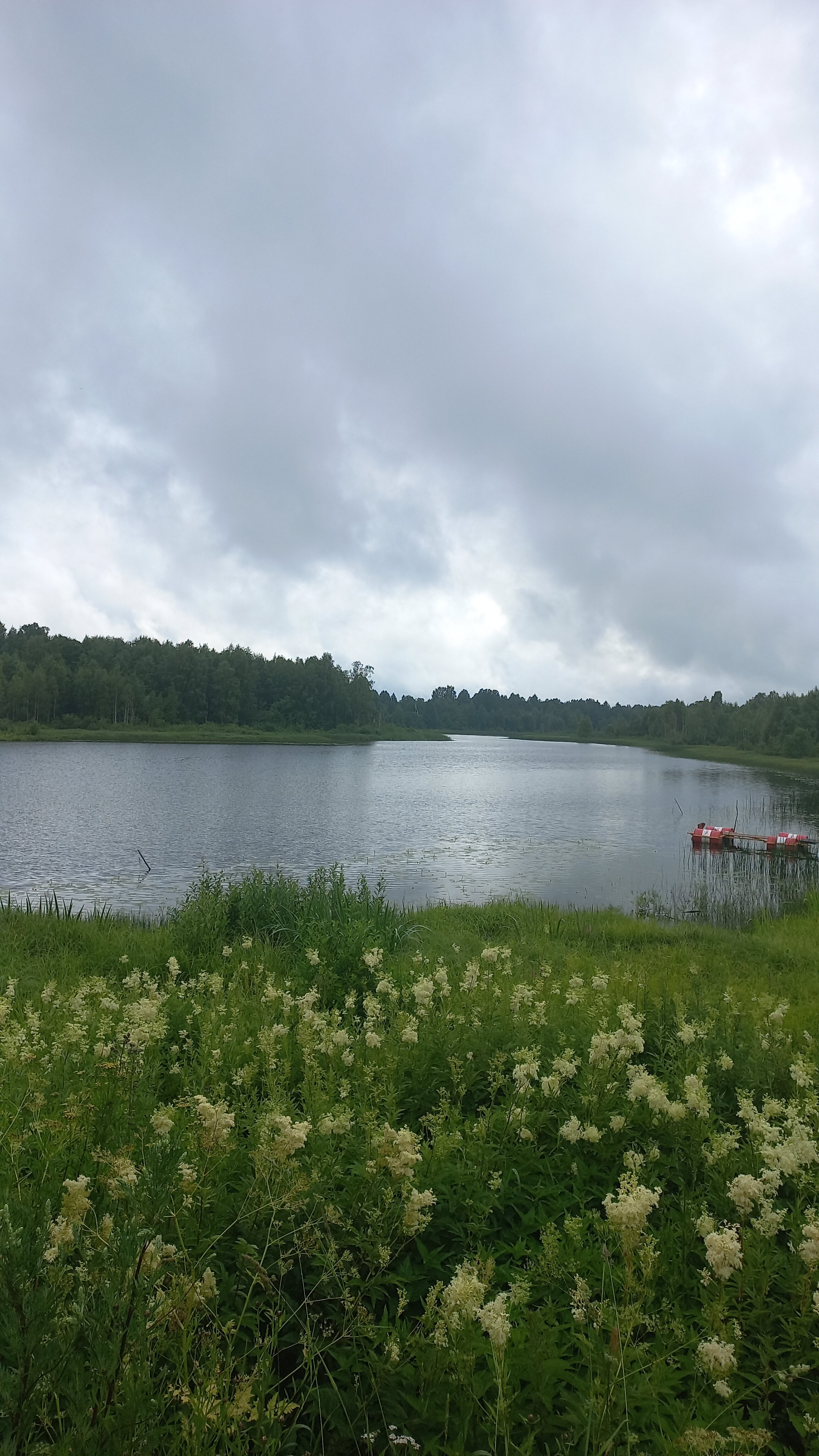 Фото Кот и Лось