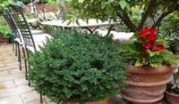 Фото La Terrazza dei Pelargoni B&b