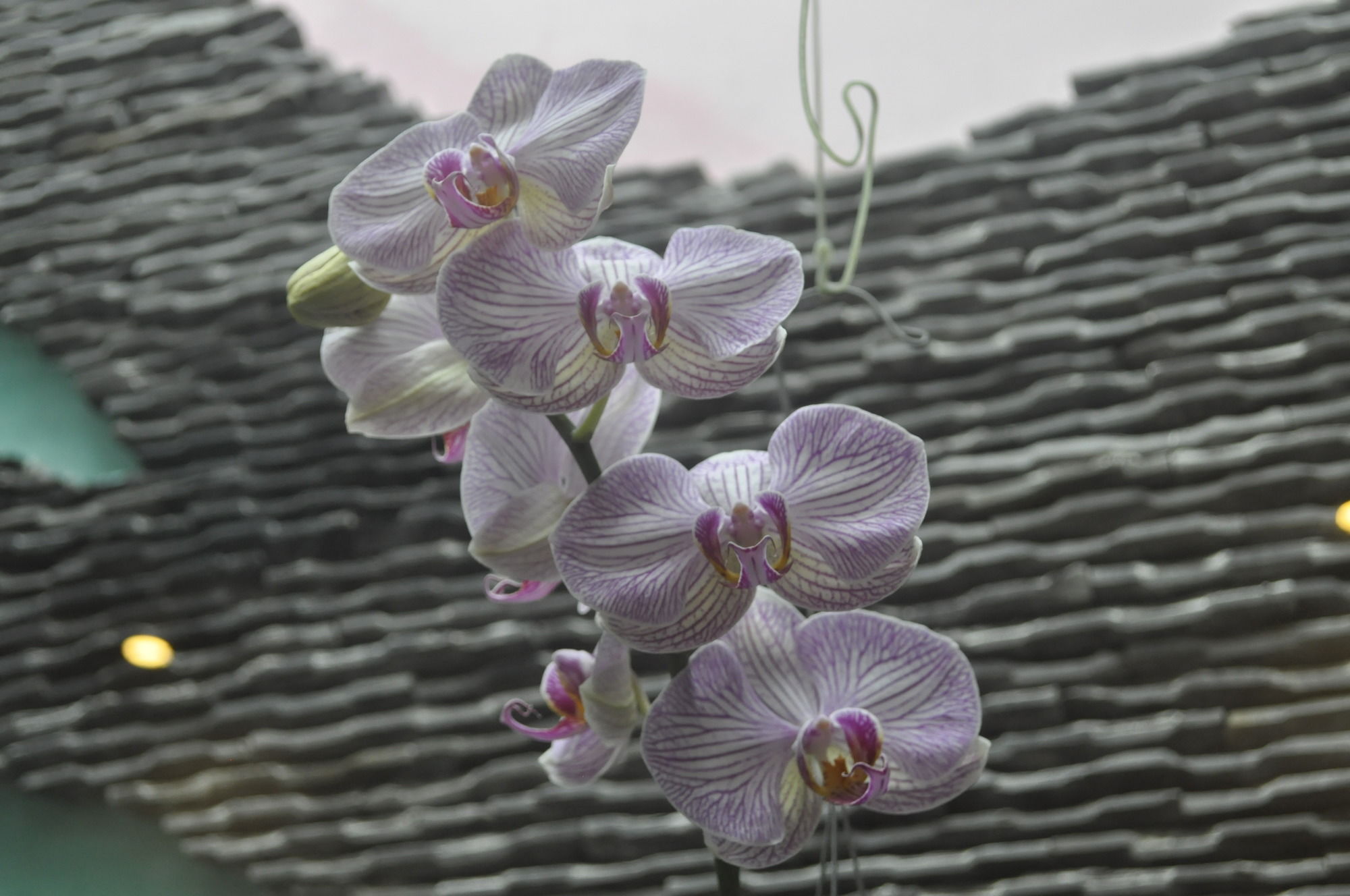 Фото Green Coco Homestay Hoi An