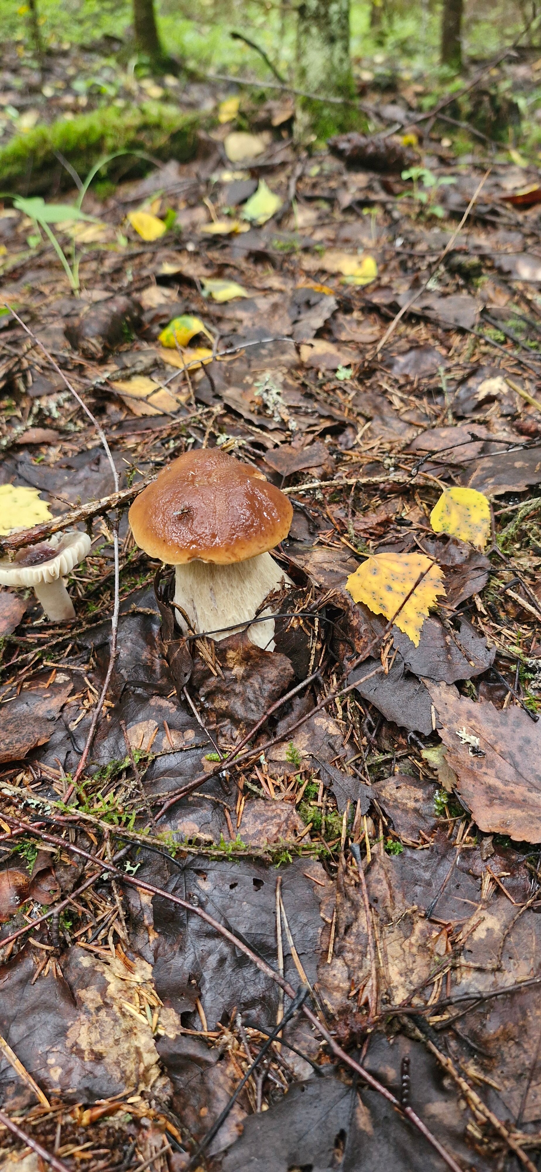 Фото Четыре Сезона