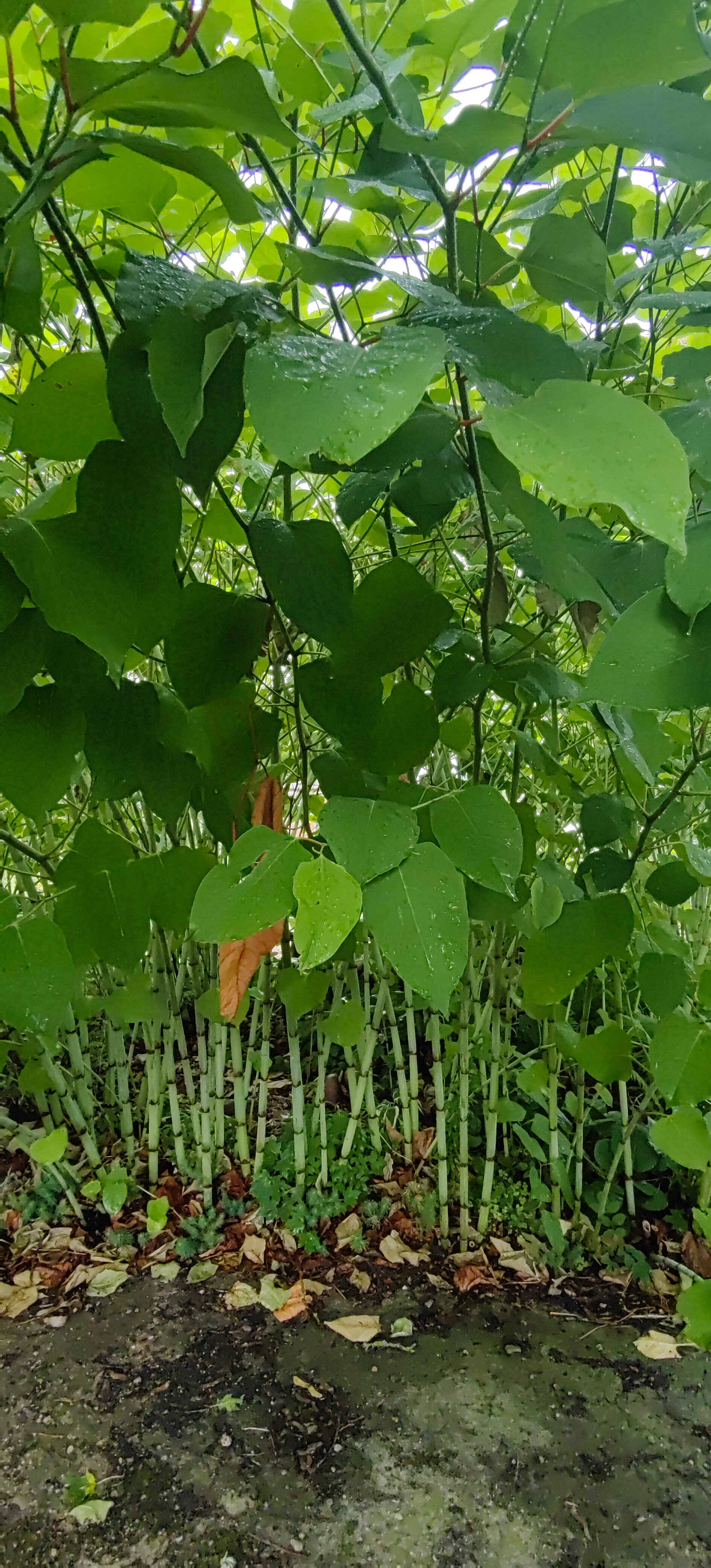 Фото Беловежская гостевая