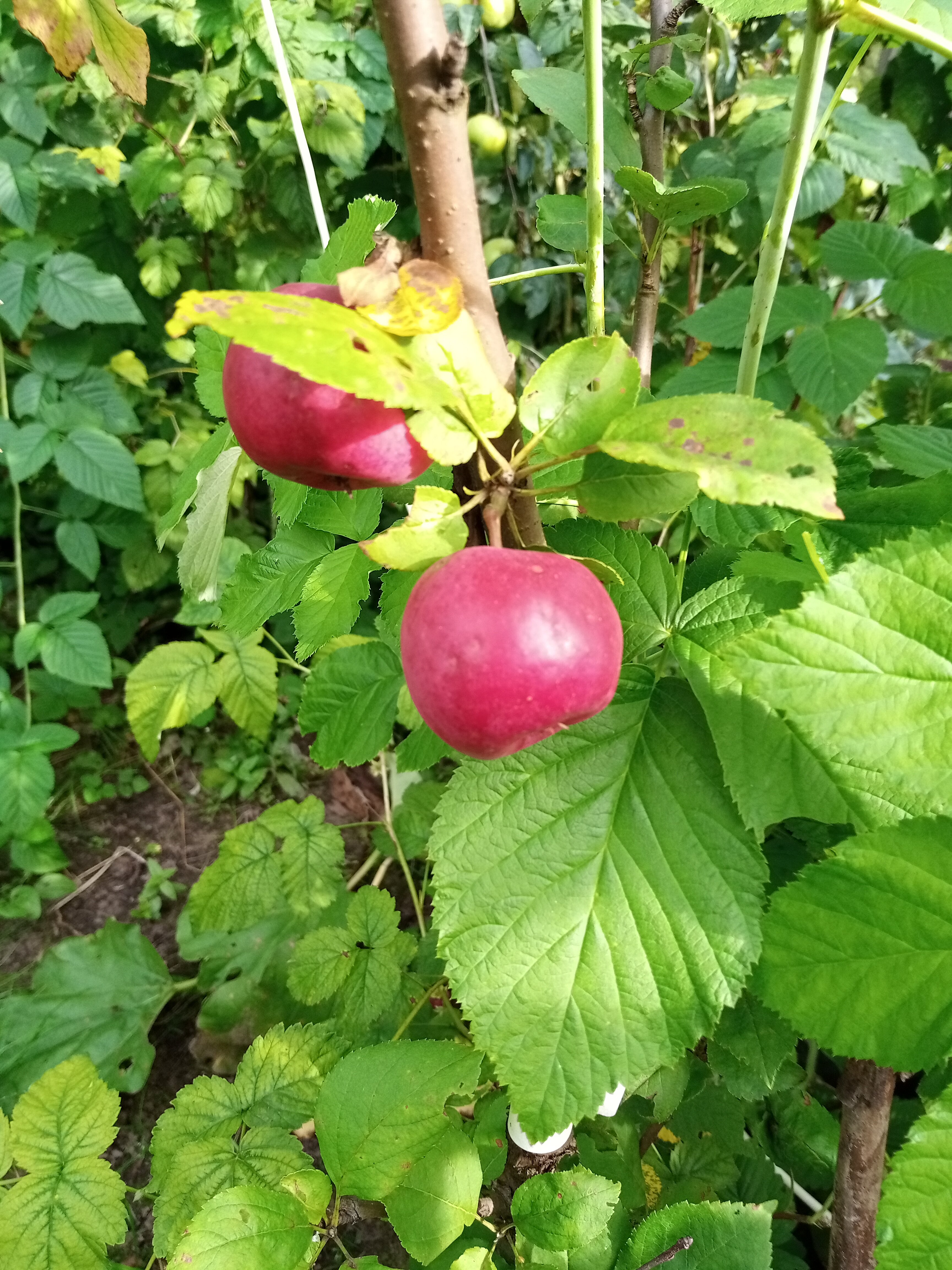 Фото Спартак