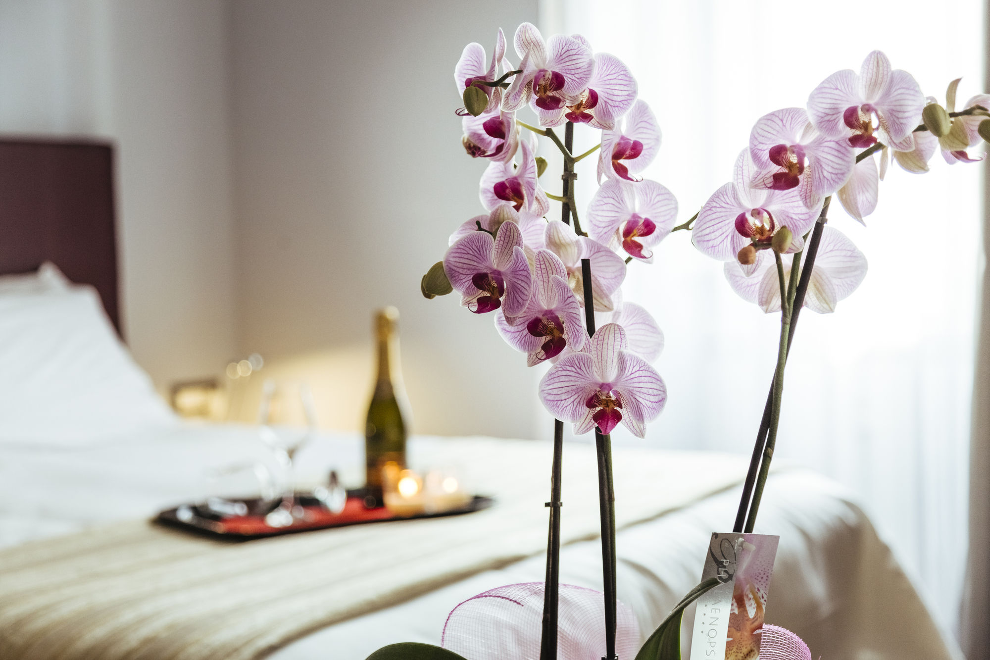 Фото New Design St. Peter