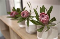 Фото Akanani Apartments