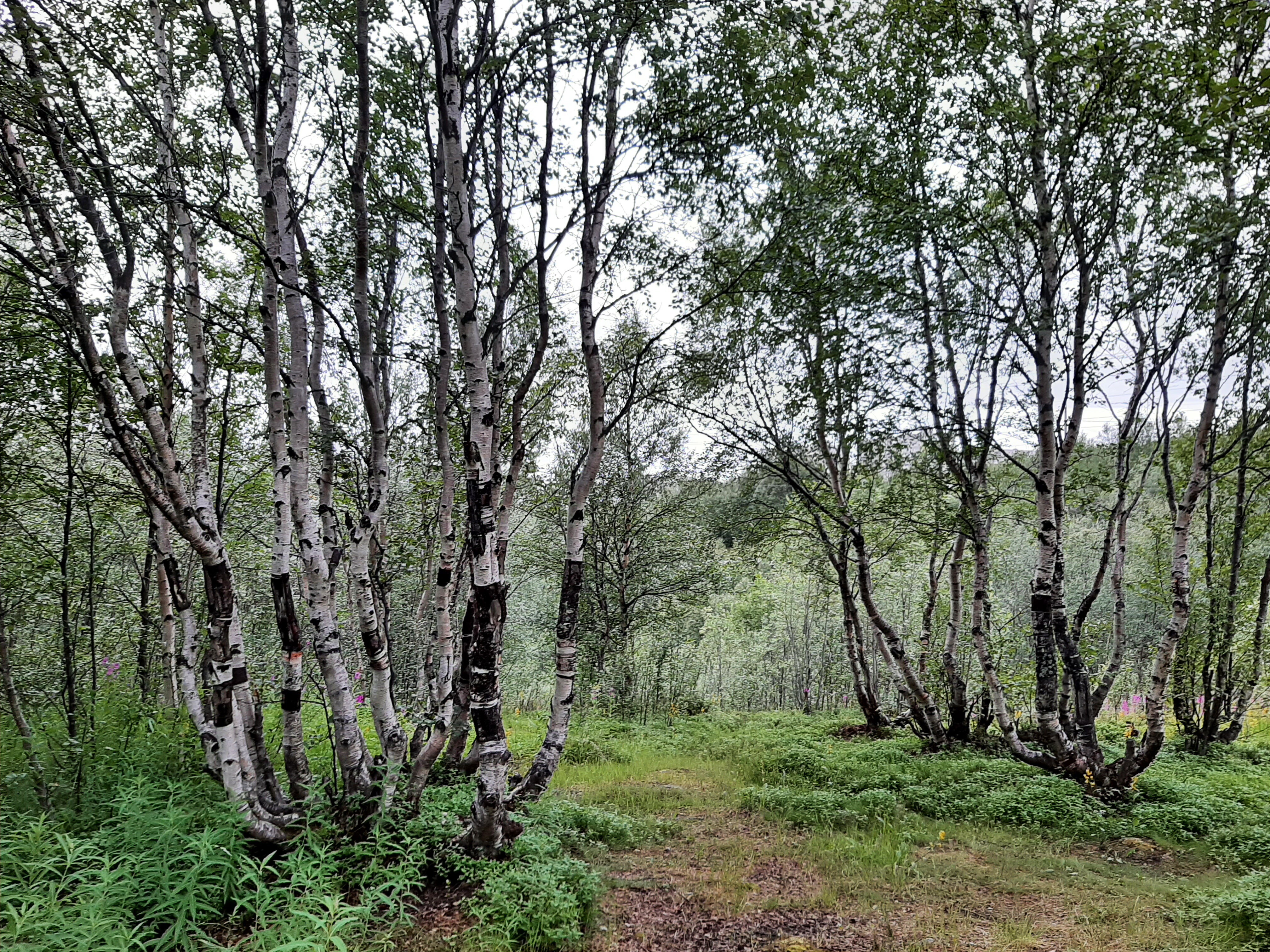 Фото Баренц