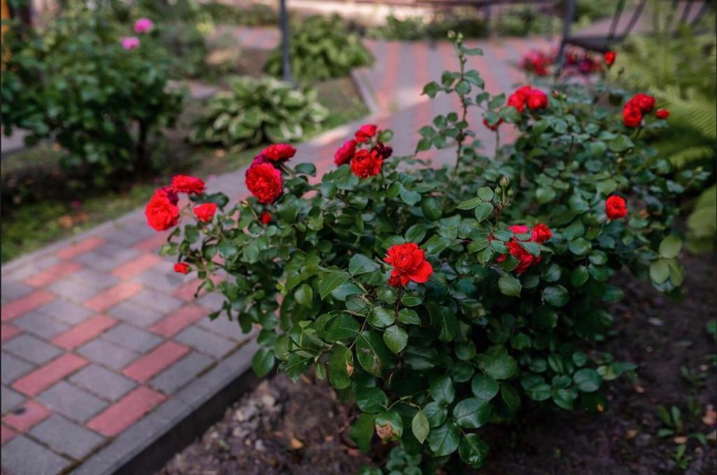 Фото Разгуляй