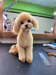 Poodle (V.I. Lenina Avenue, 40), pet salon