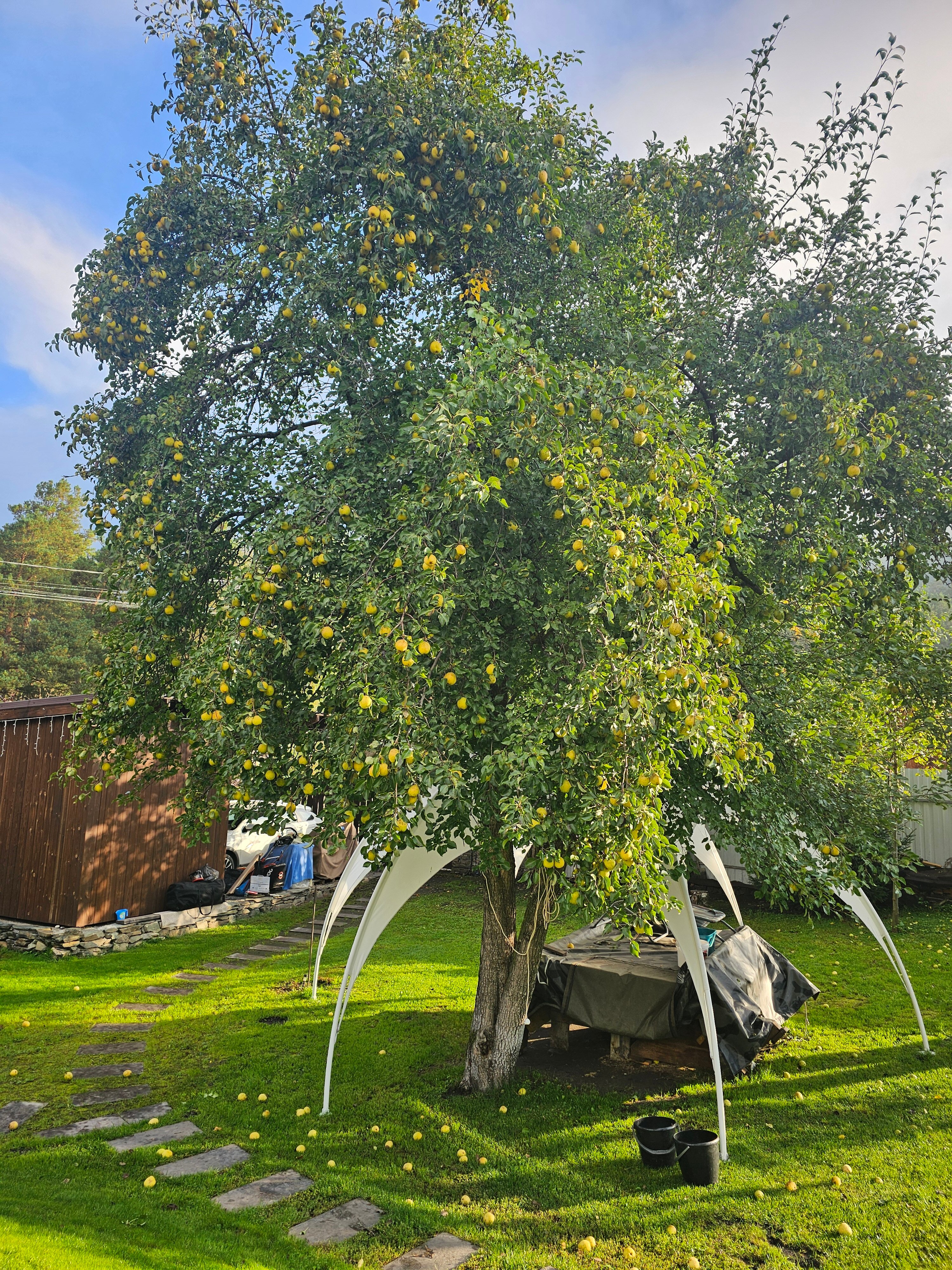 Фото Медведь и Ягодка